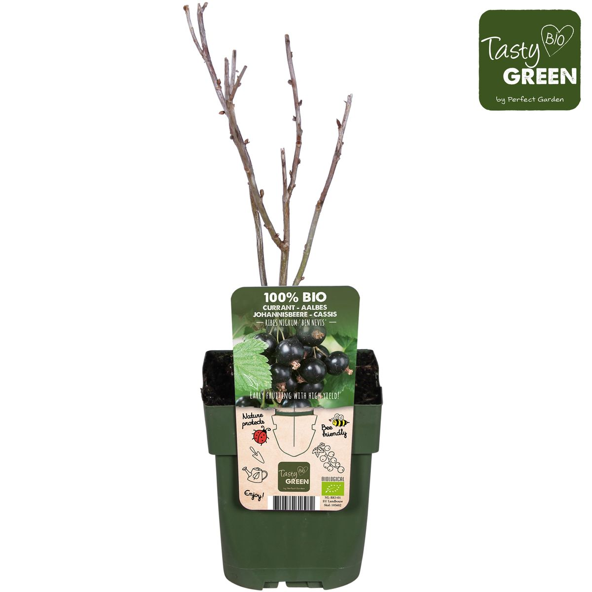 Ribes nigrum 'Ben Nevis' - Schwarze Johannisbeere - Ø13cm - ↕45cm