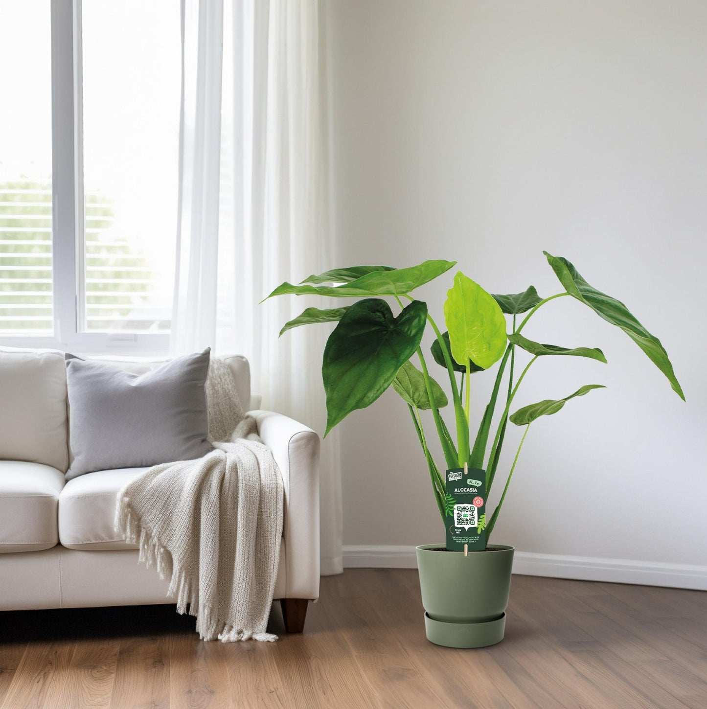 Alocasia Cucullata - Elefantenohr - Ø19cm - ↕55cm