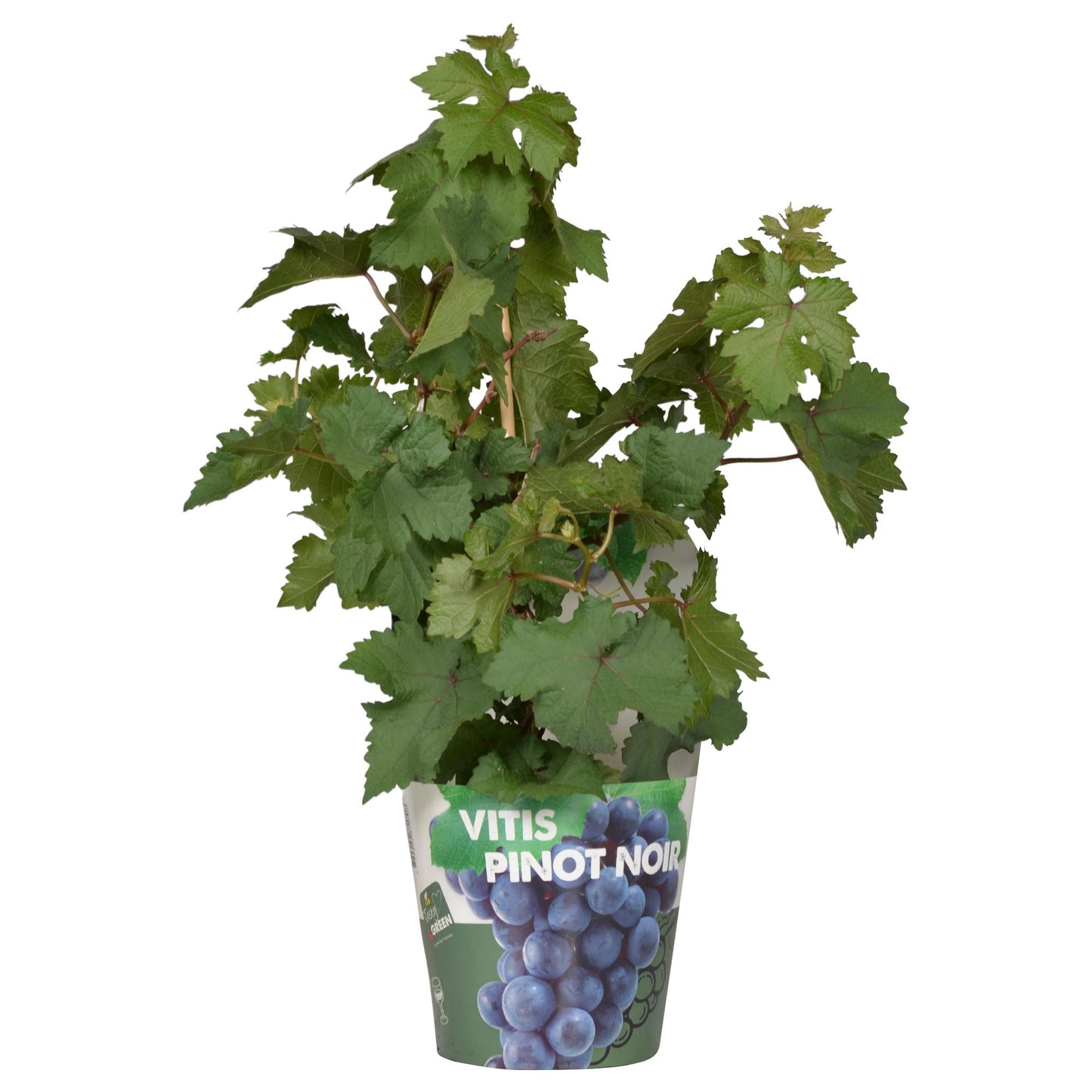 Vitis Pixie Pinot Noir - Ø21cm - ↕70cm - Ø14 - ↨30cm