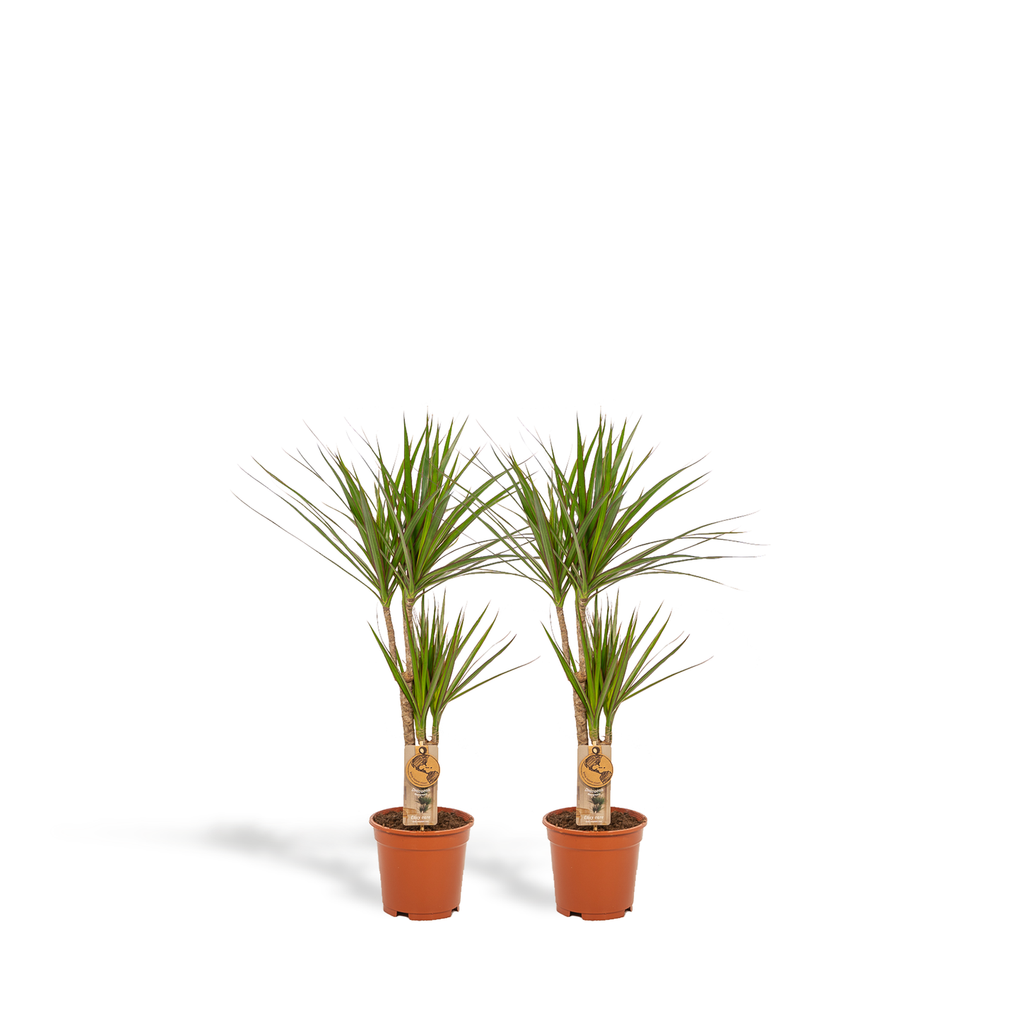 Drachenbaum Duo – 90 cm – Luftreinigende Zimmerpflanze