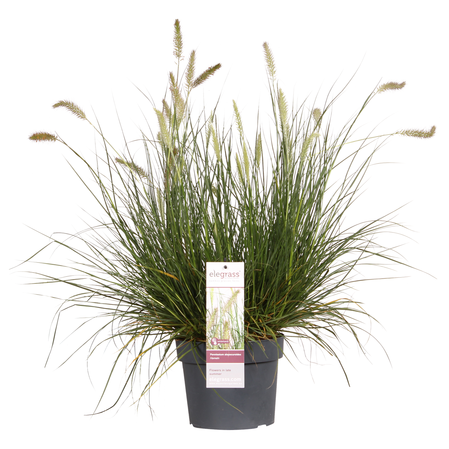 Pennisetum alopecuroides 'Hameln' - Ø19cm - ↕40cm - Ø19 - ↨40cm