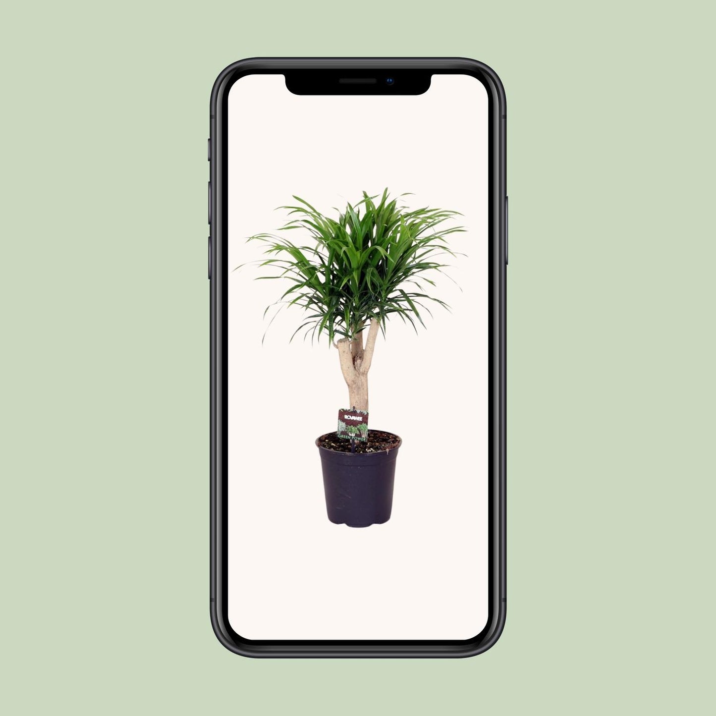 Dracaena Refl. Anita - Ø21cm - ↕70cm
