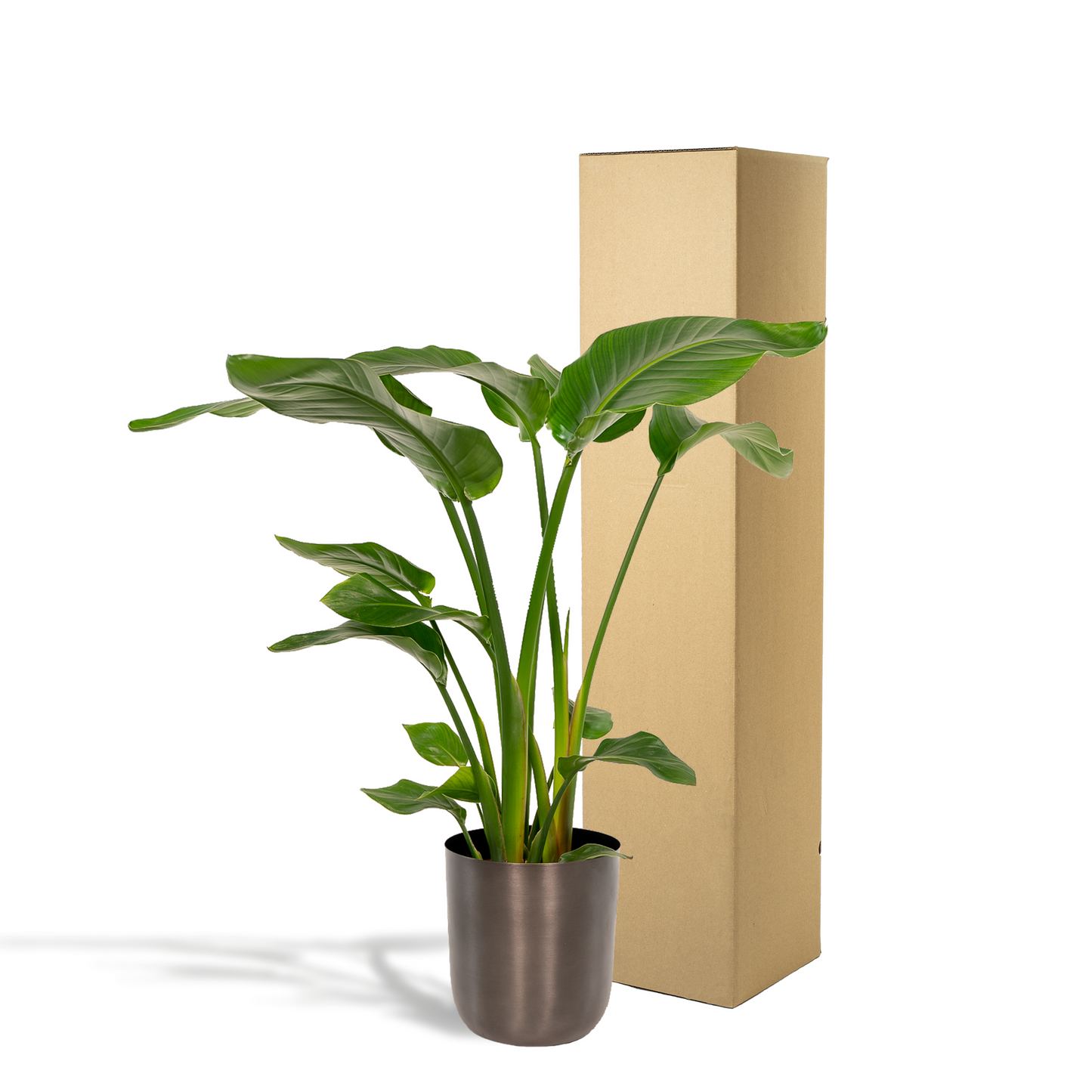 Strelitzia Nicolai - Ø19cm - ↕90cm + Topf Mayk Lead