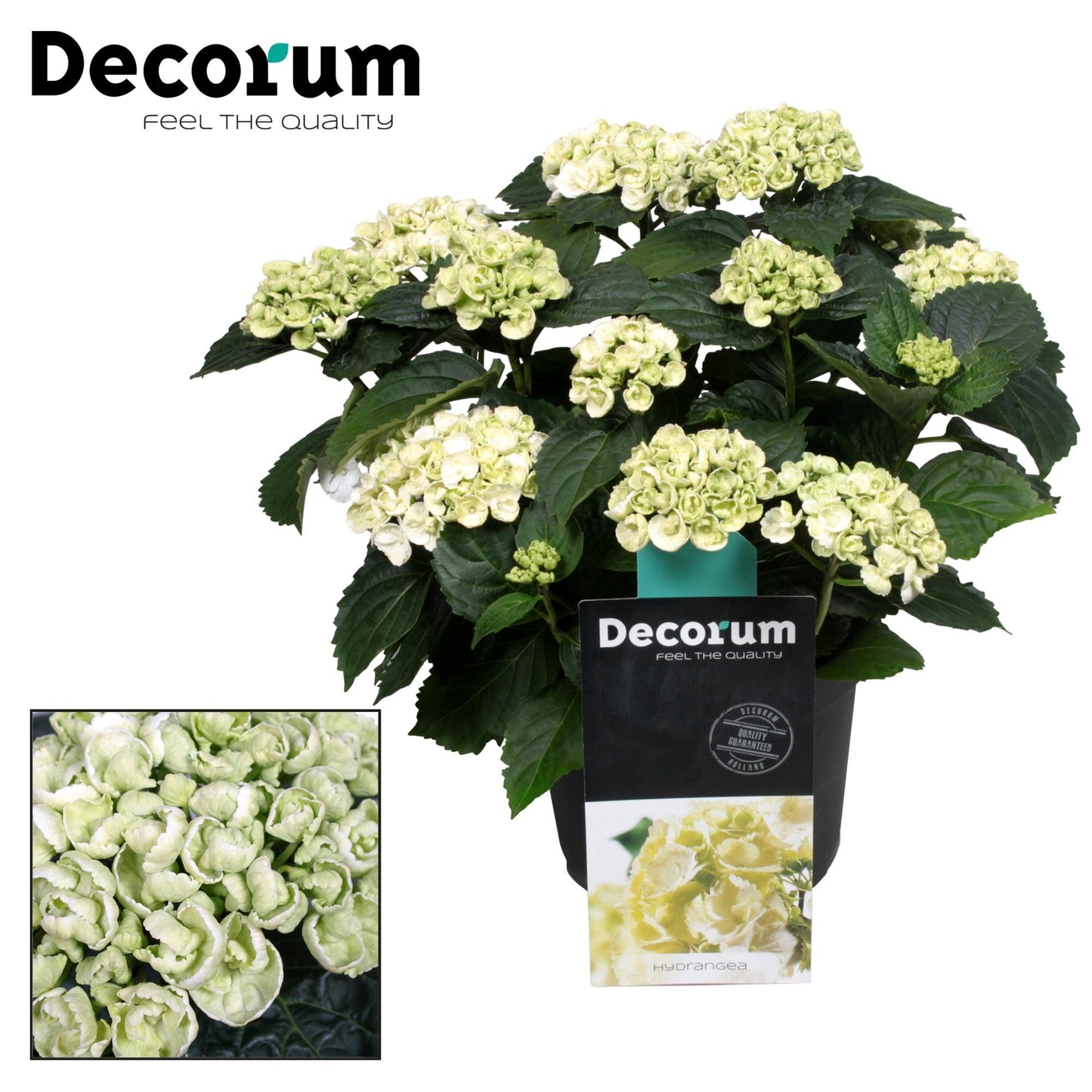 Hydrangea Curly Wurly Wit 9-15 Kop (Decorum) - Ø23cm - ↕45cm