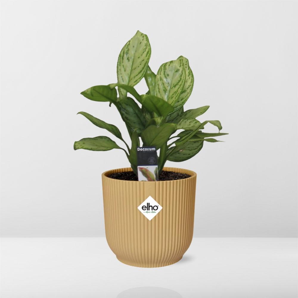Aglaonema Christina in ELHO Vibes Fold 14cm geel