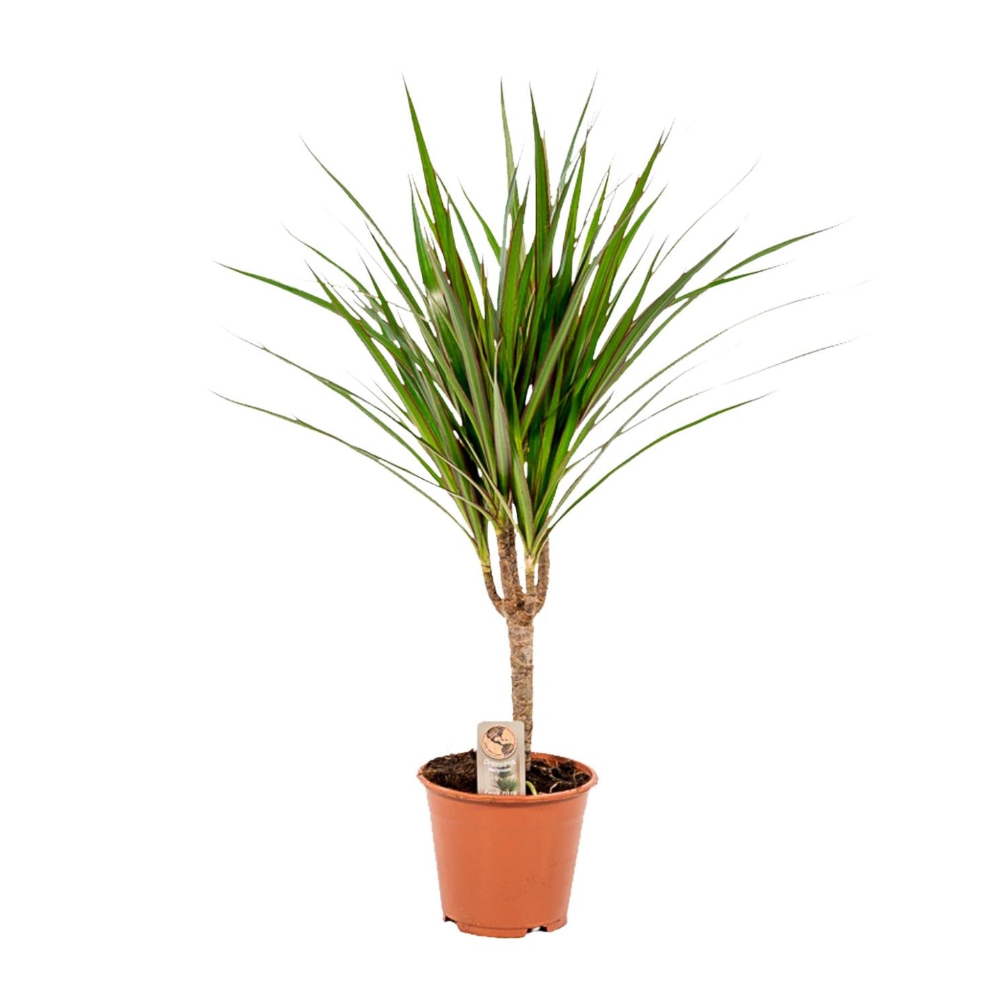 Drachenbaum Marginata – 60 cm pflegeleichte Zimmerpflanze