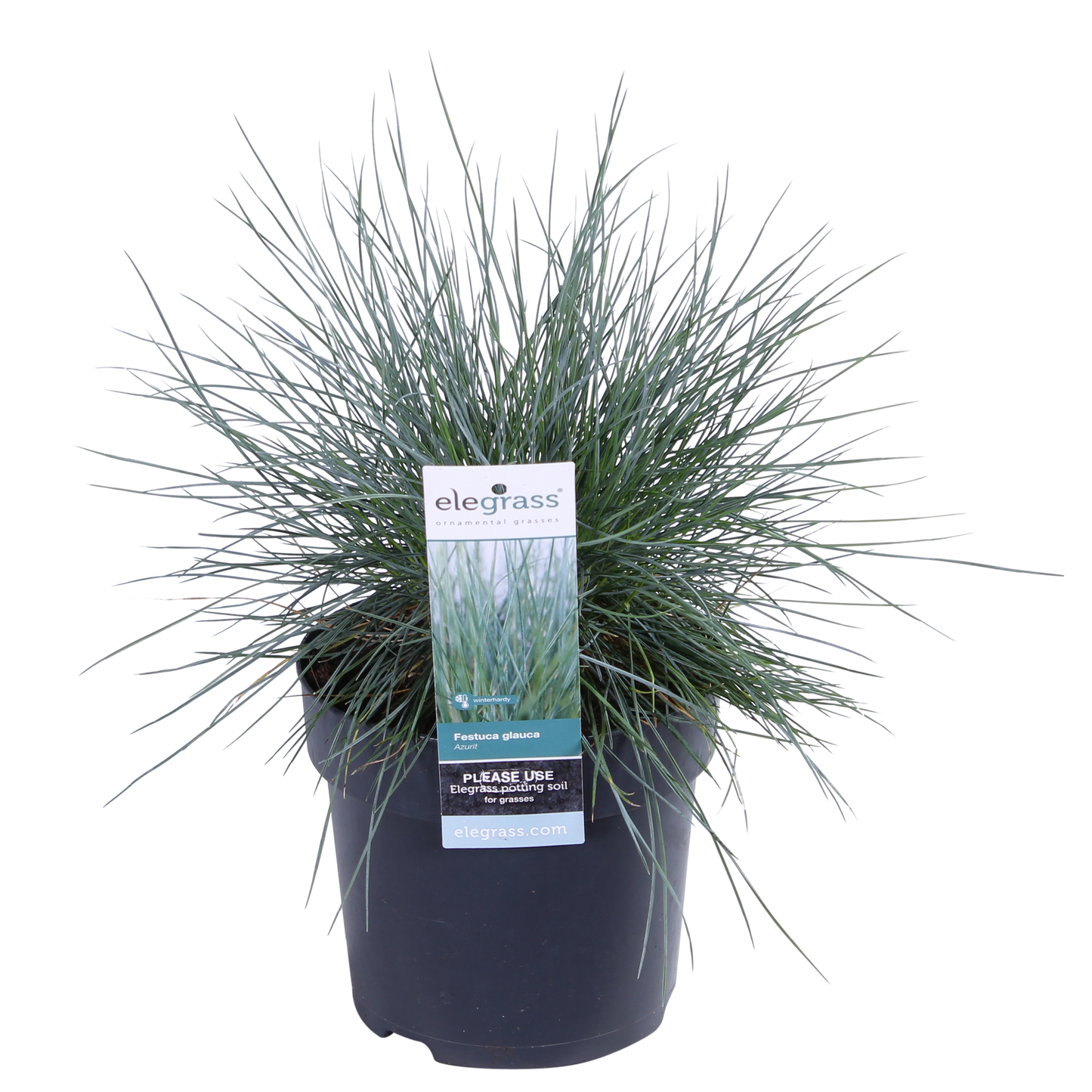 Festuca glauca Azura Blue - Ø14 - ↨30cm