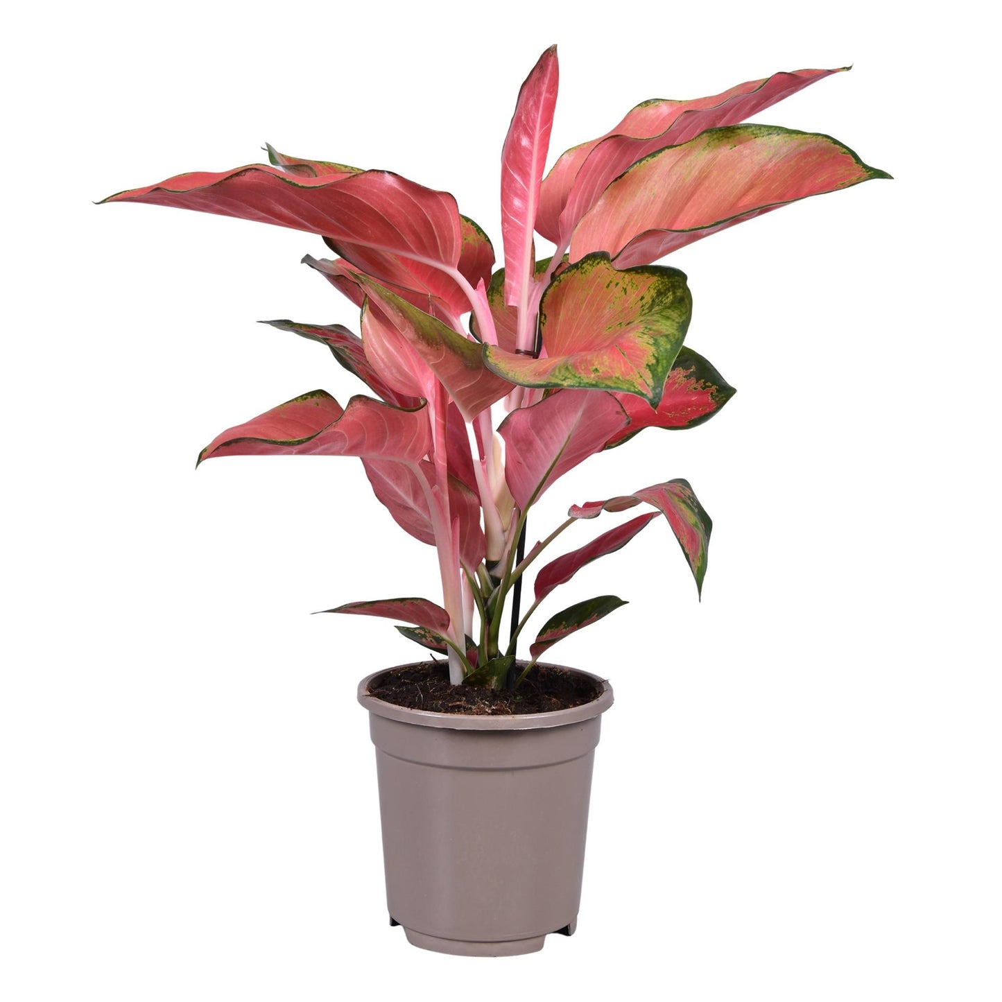 Aglaonema Orange Star - Ø17cm - ↕50cm