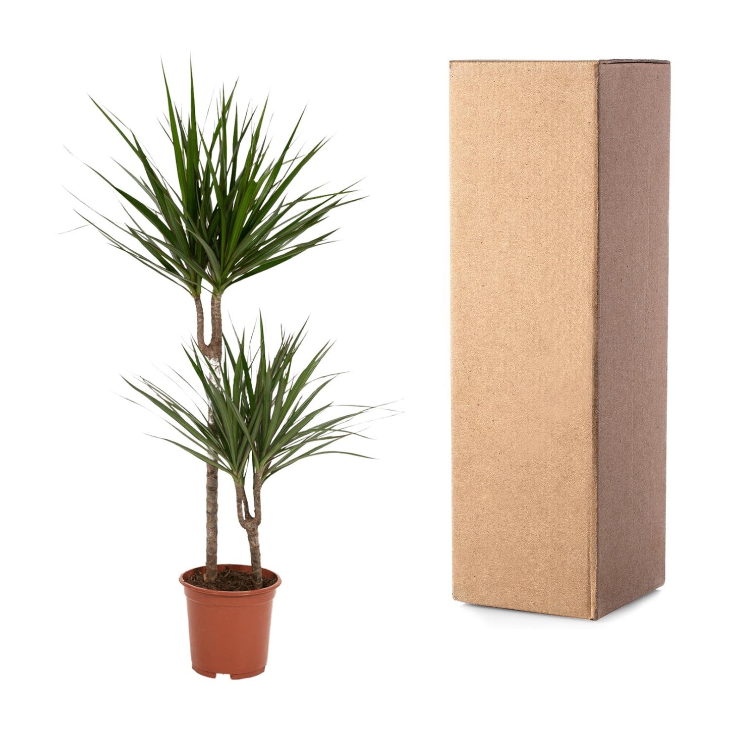Drachenbaum Marginata 100 cm – Stilvolle Zimmerpflanze