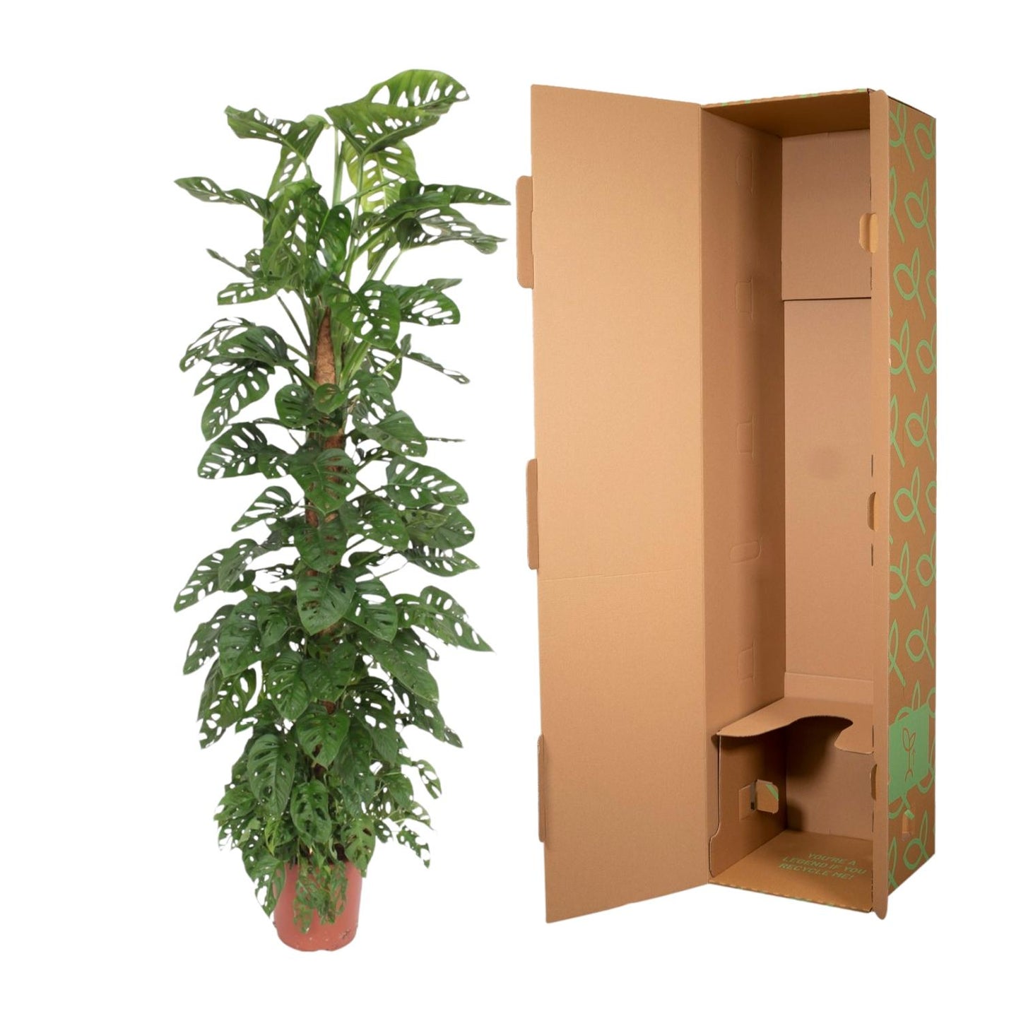 Monstera Monkey Leaf am Moosstab – 170 cm Fensterblatt