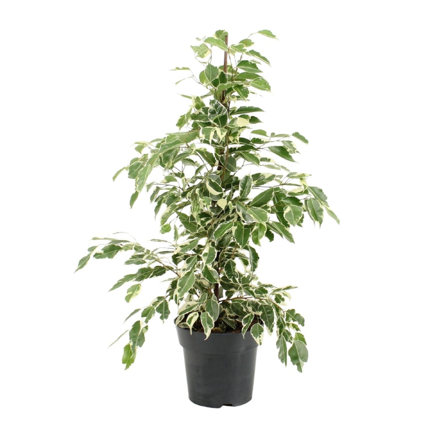 Ficus Benjamina Twilight - Ø17cm - ↕70cm