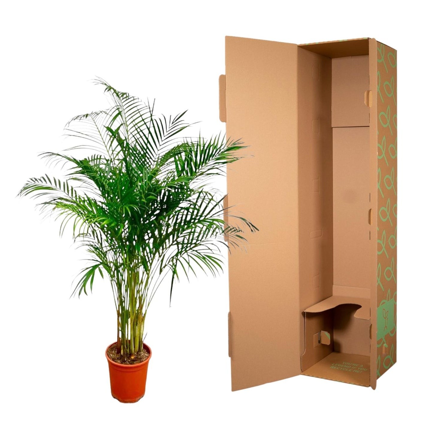 Goldfruchtpalme 180 cm – Tropische Eleganz für Zuhause