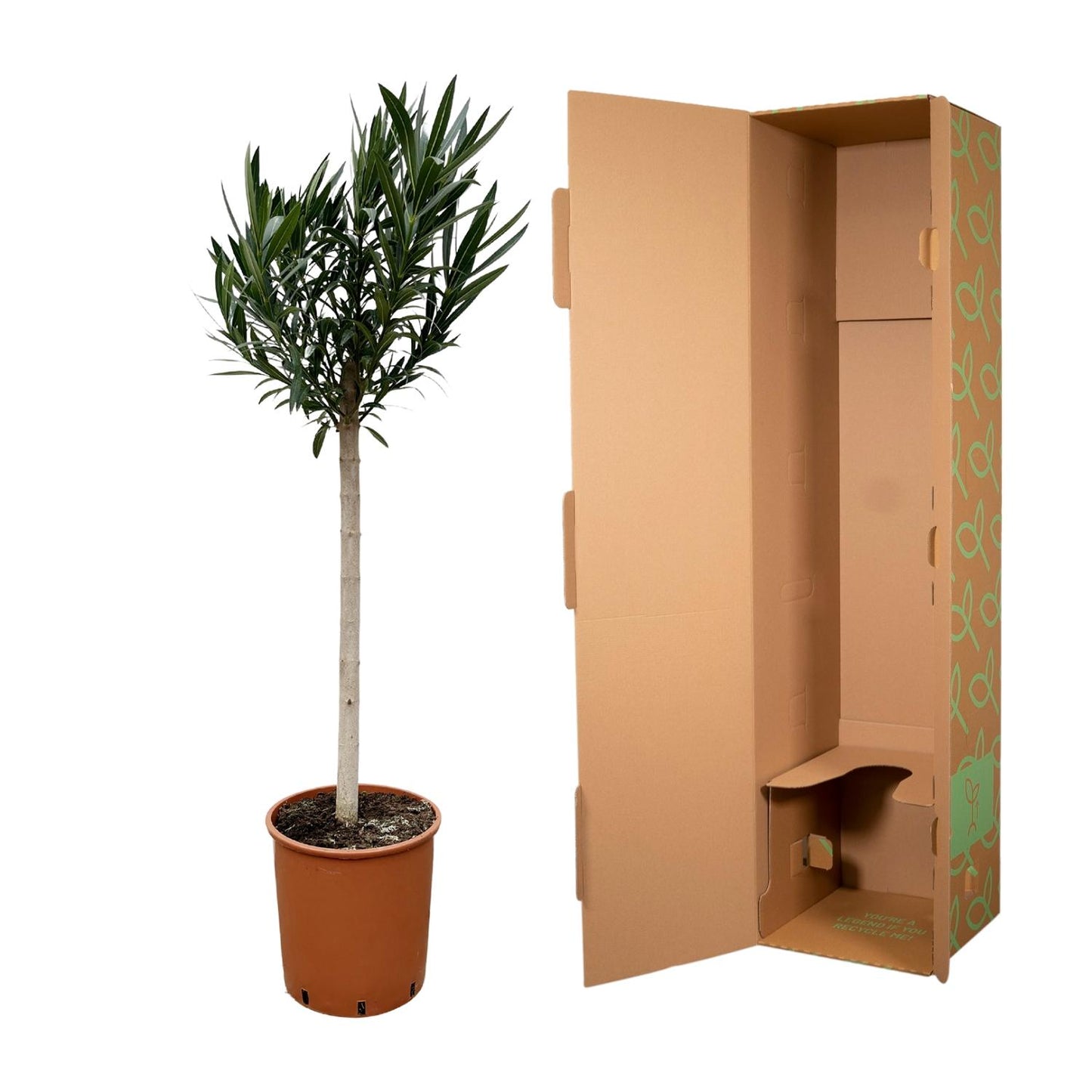 Oleander am Stamm mit roten Blüten – 170 cm Kübelpflanze