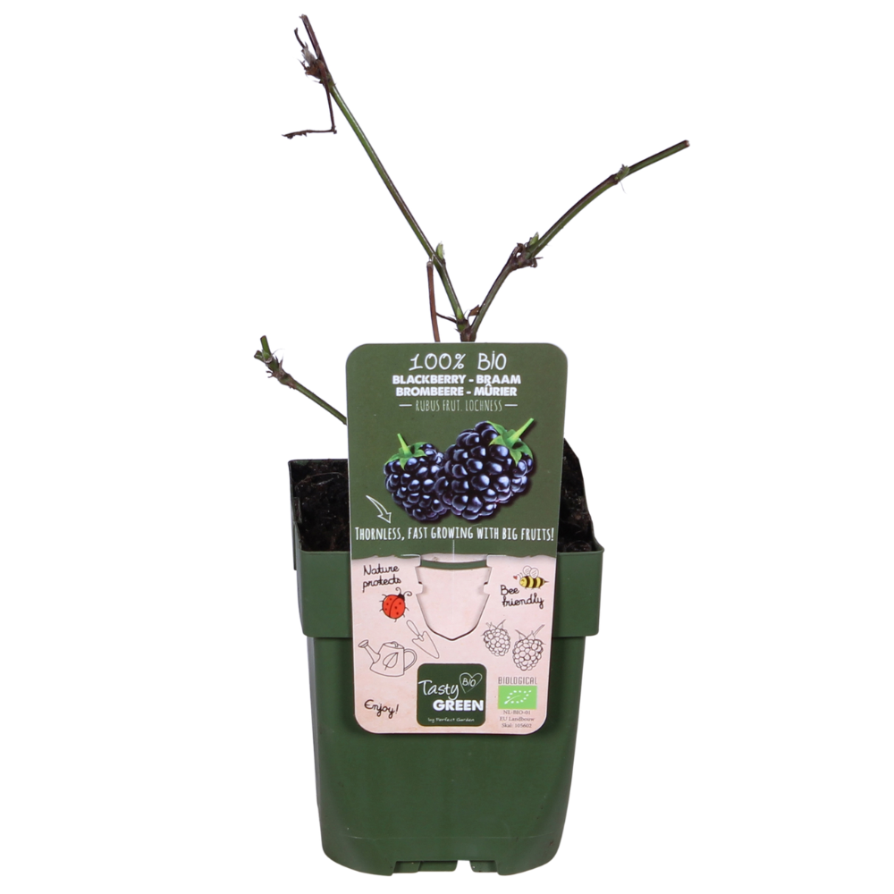 Rubus Lochness - Ø13cm - ↕45cm