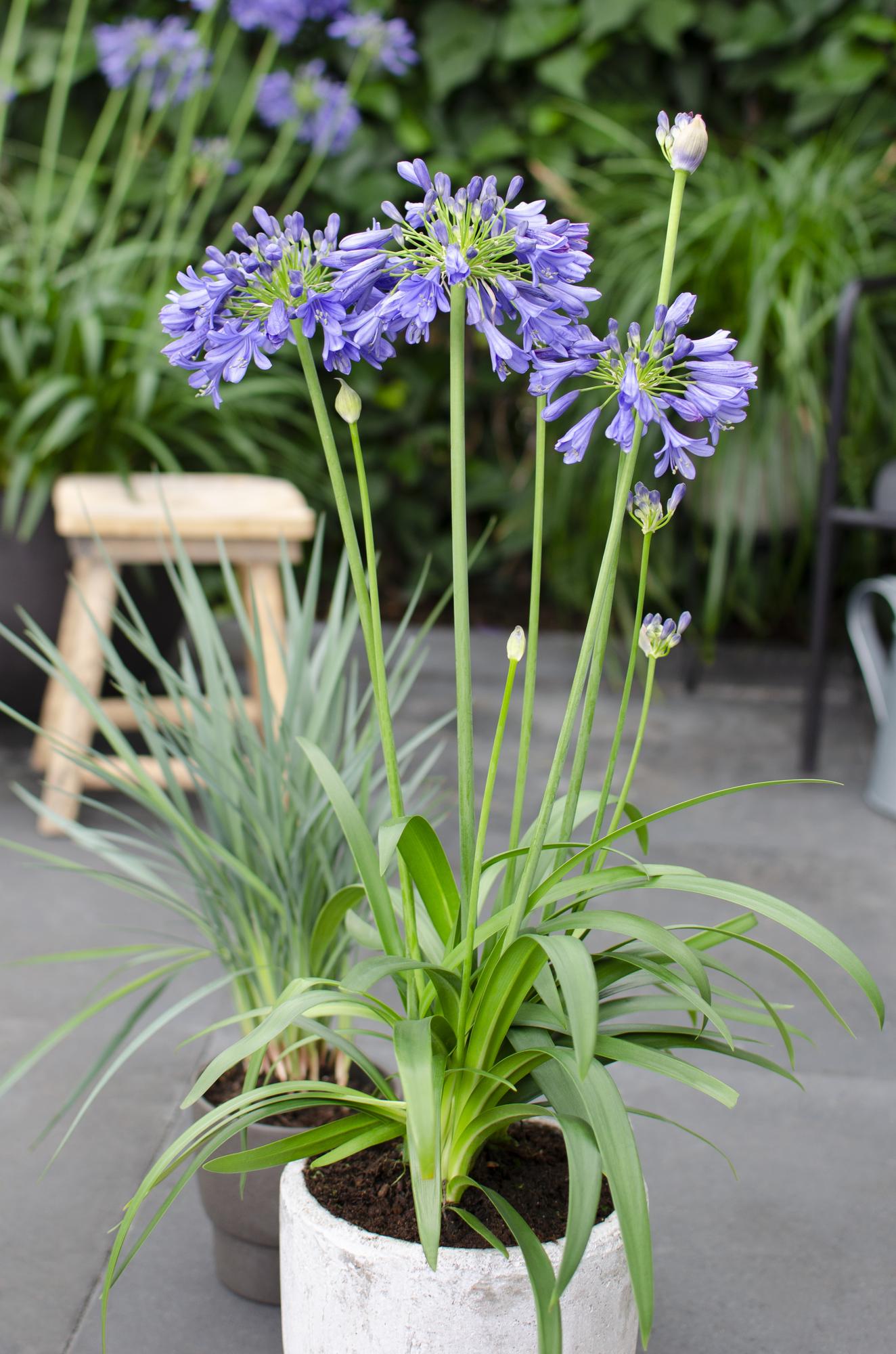 Agapanthus 'Ever Sapphire' - Ø19cm - ↕30cm