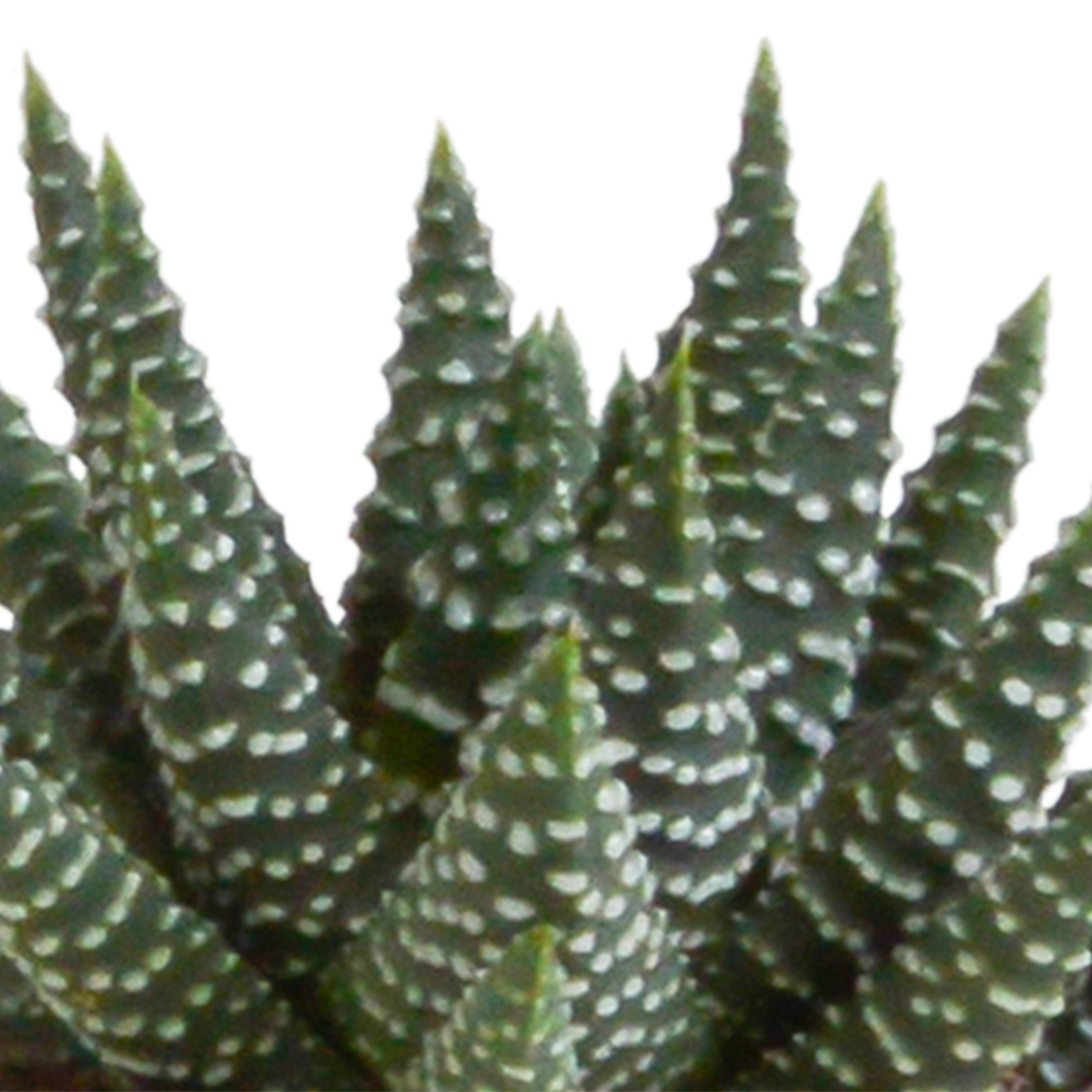 Gasteria & Haworthia Mix 5er Set im Terrakotta-Topf