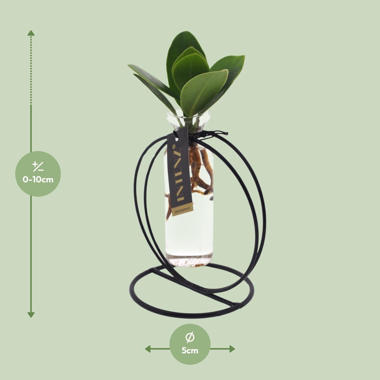 Clusia In Lima Glas + Ijzer - Ø5cm - ↕10cm