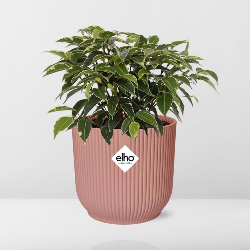 Ficus Benjamina Kinky in ELHO Vibes Fold 14cm roze