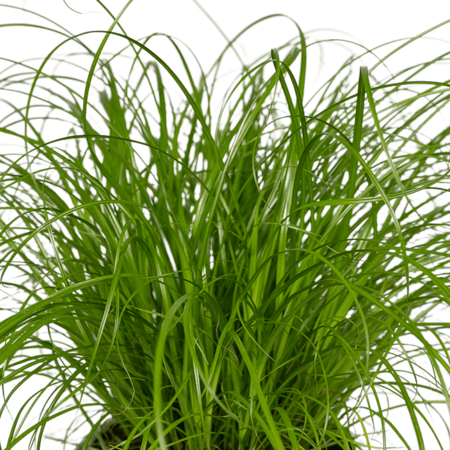 Cyperus Alternifolius (Katzengras) - 4 Stücke - Ø12cm - ↕20cm