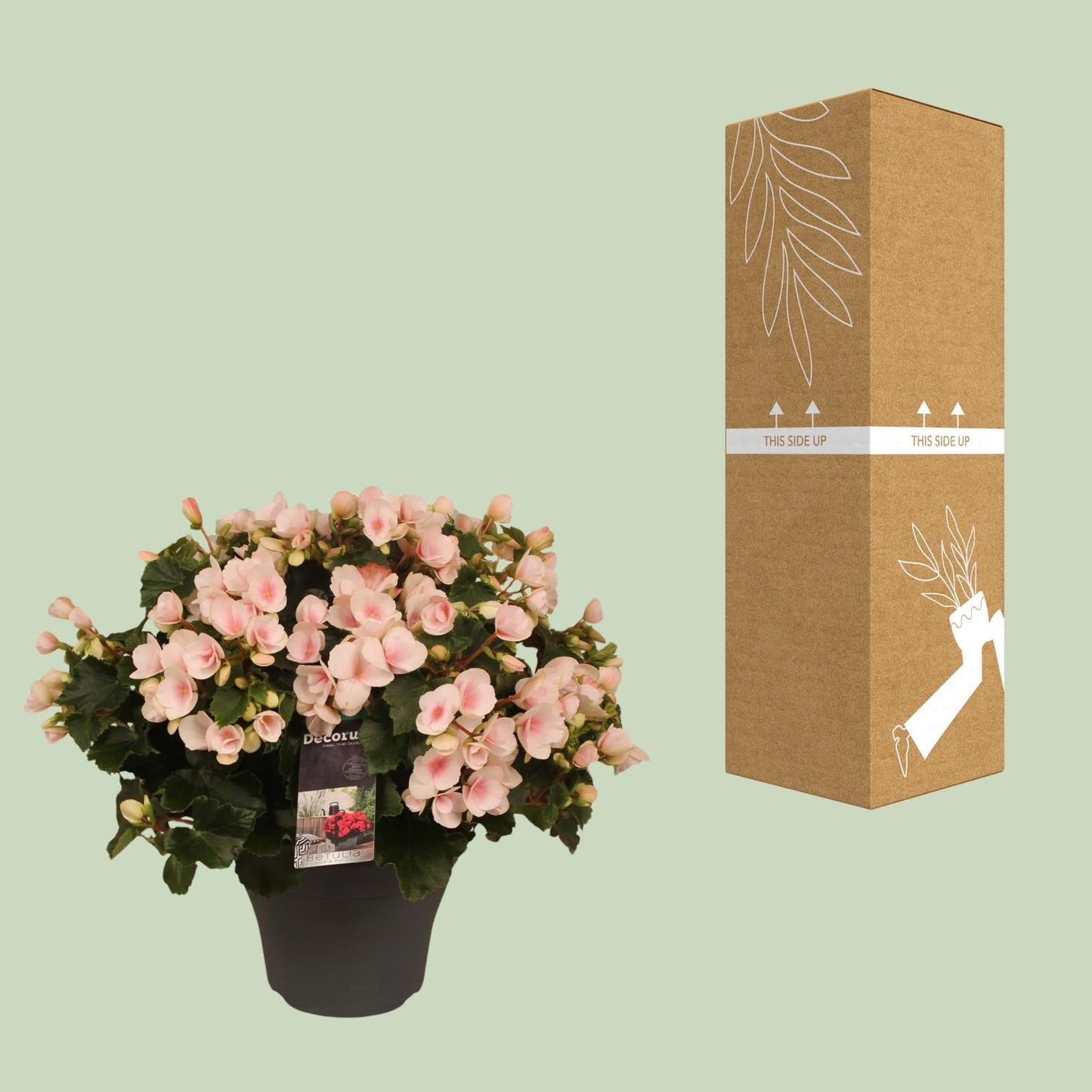 Begonia Betulia''light'' Licht Rose Decorum