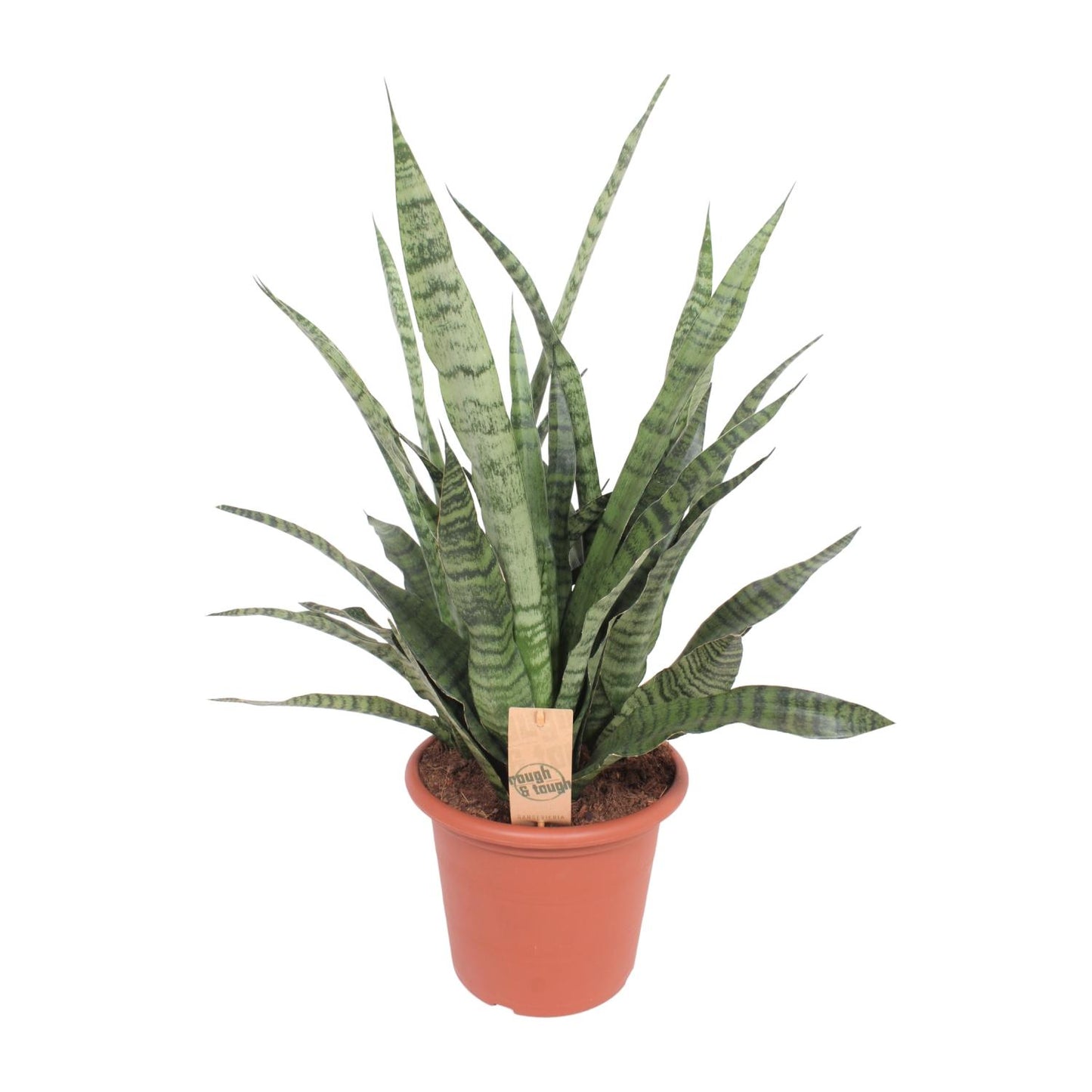 Sansevieria Diamond Green - Ø25cm - ↕80cm