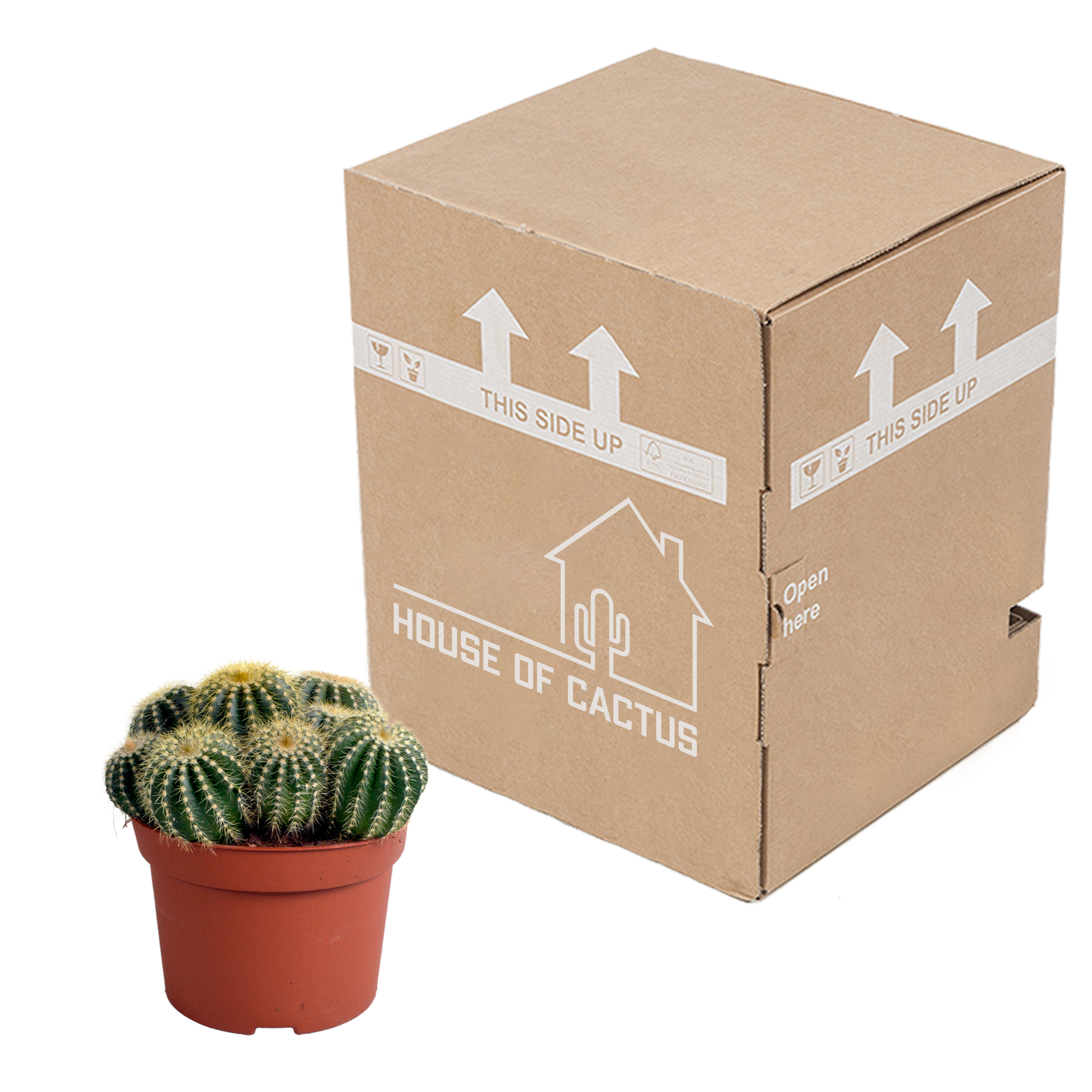 Kugelkaktee 12 cm – Eriocactus warasii mit gelben Stacheln