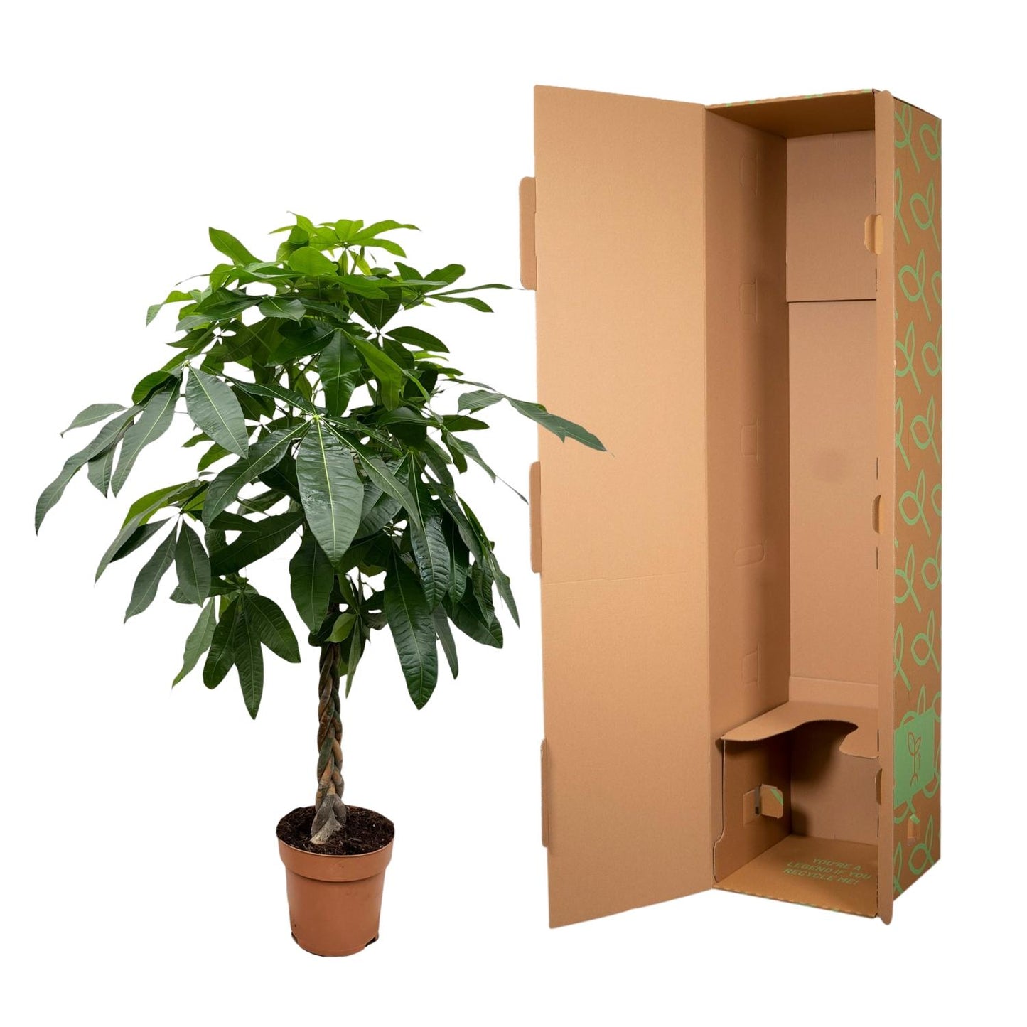Geldbaum 170 cm – Pachira Aquatica Zimmerpflanze