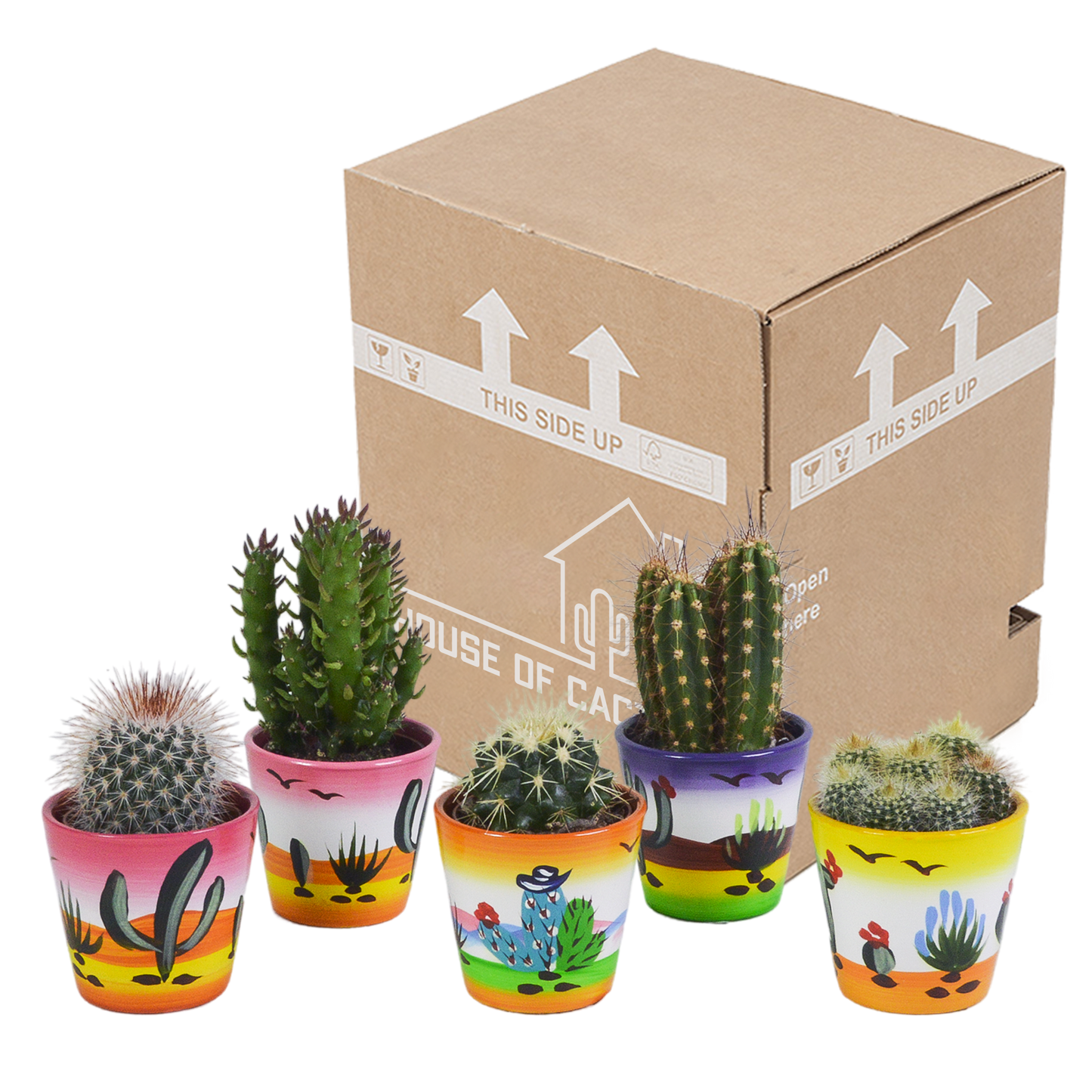 Kakteen Mix 5er Set im handbemalten Mexiko Topf