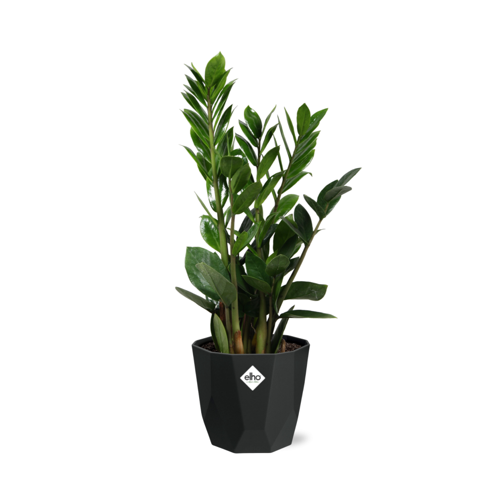 Zamioculcas – Hoogte 45-50 in 14cm b.for rock living black