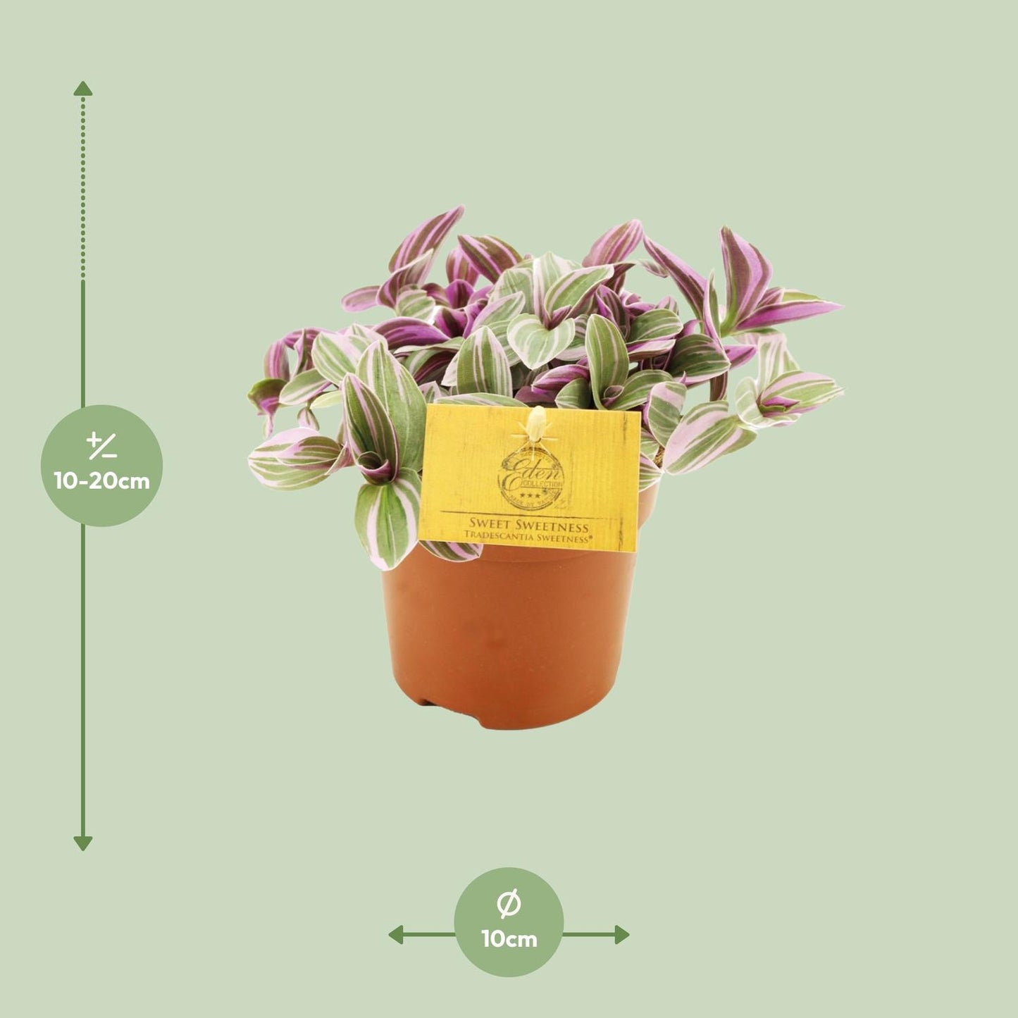 Tradescantia Sweetness 10,5cm - Ø10,5cm - ↕10cm
