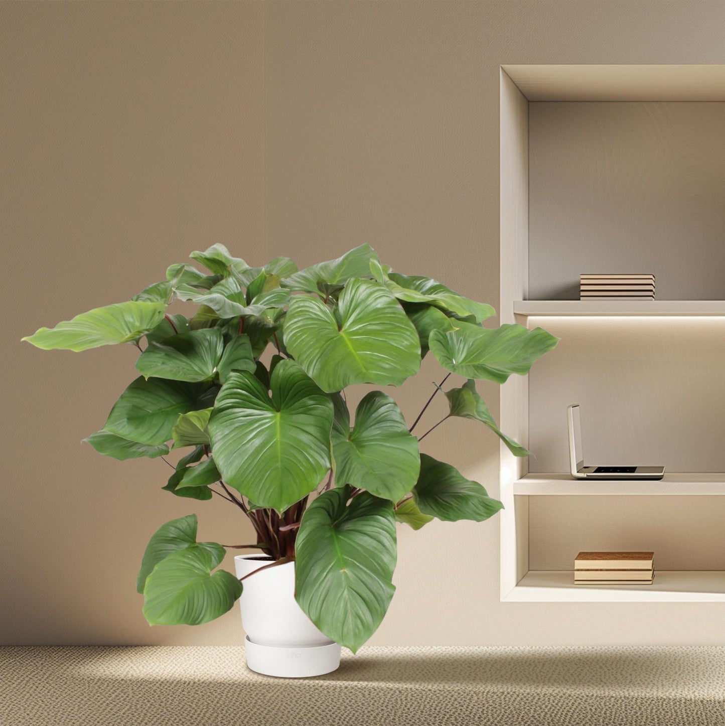 Homalomena Maggy – 130 cm Tropische Zimmerpflanze