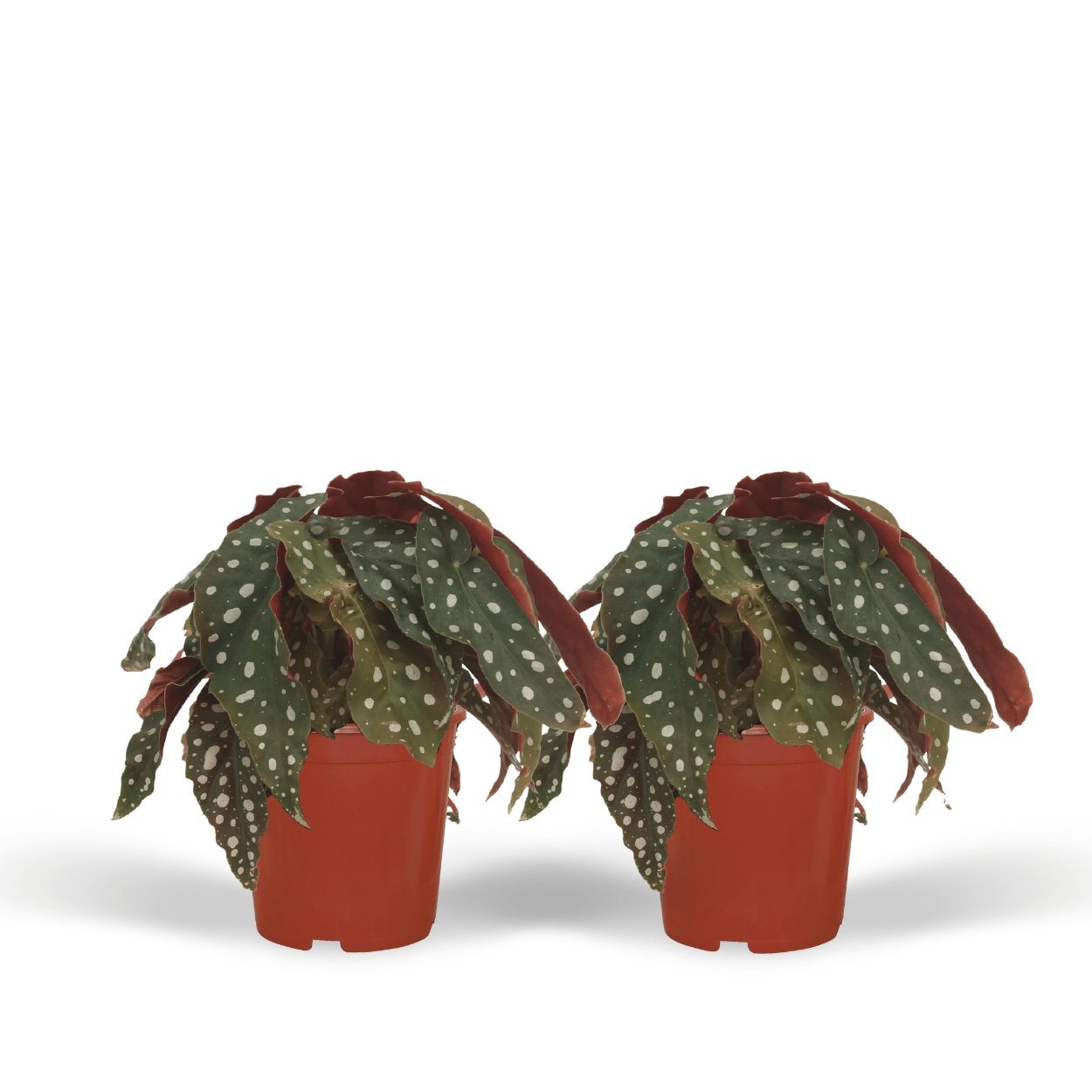 2x Begonia Maculata - Blattbegonie - 20cm - ø12