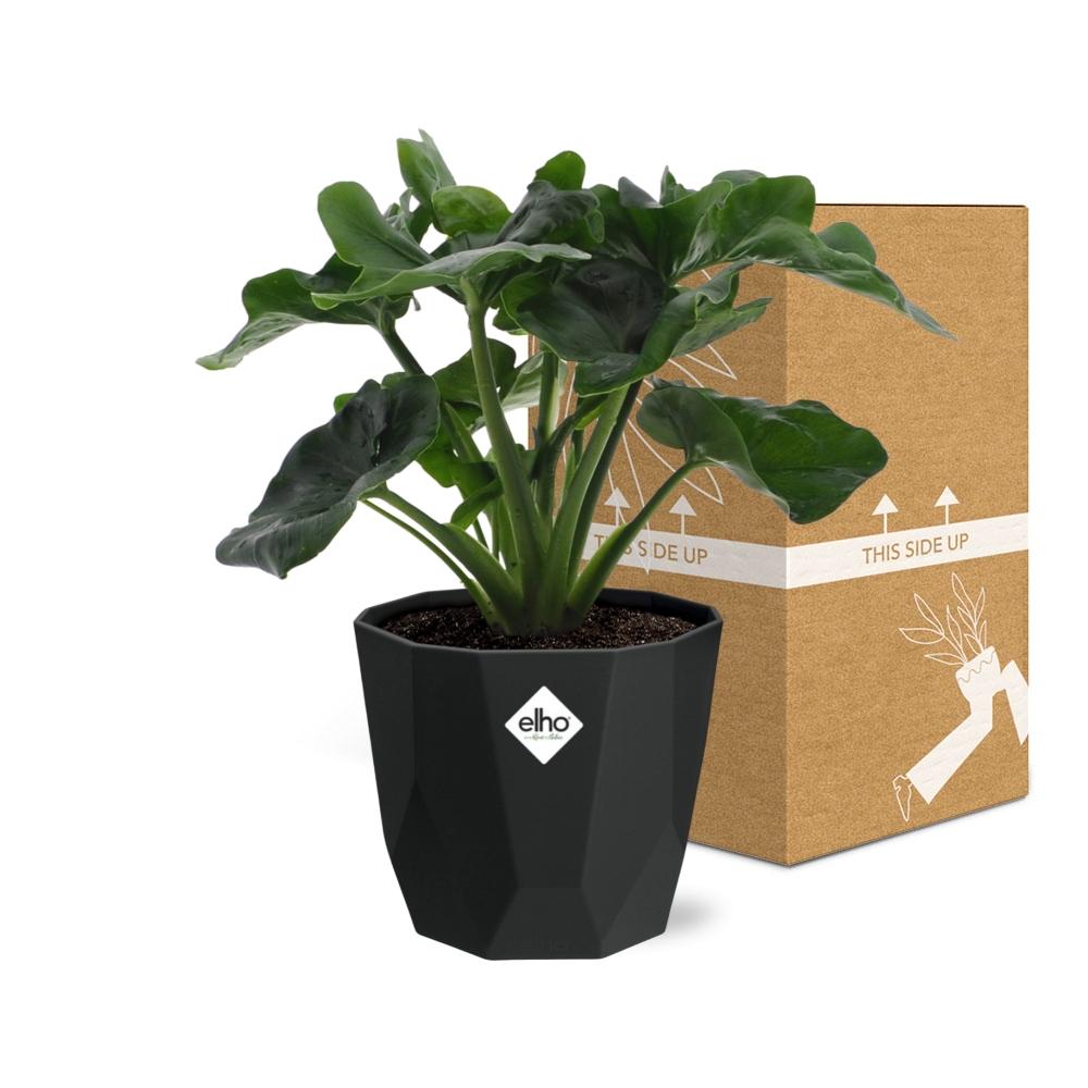 Philodendron Atom in 14cm b.for rock living black