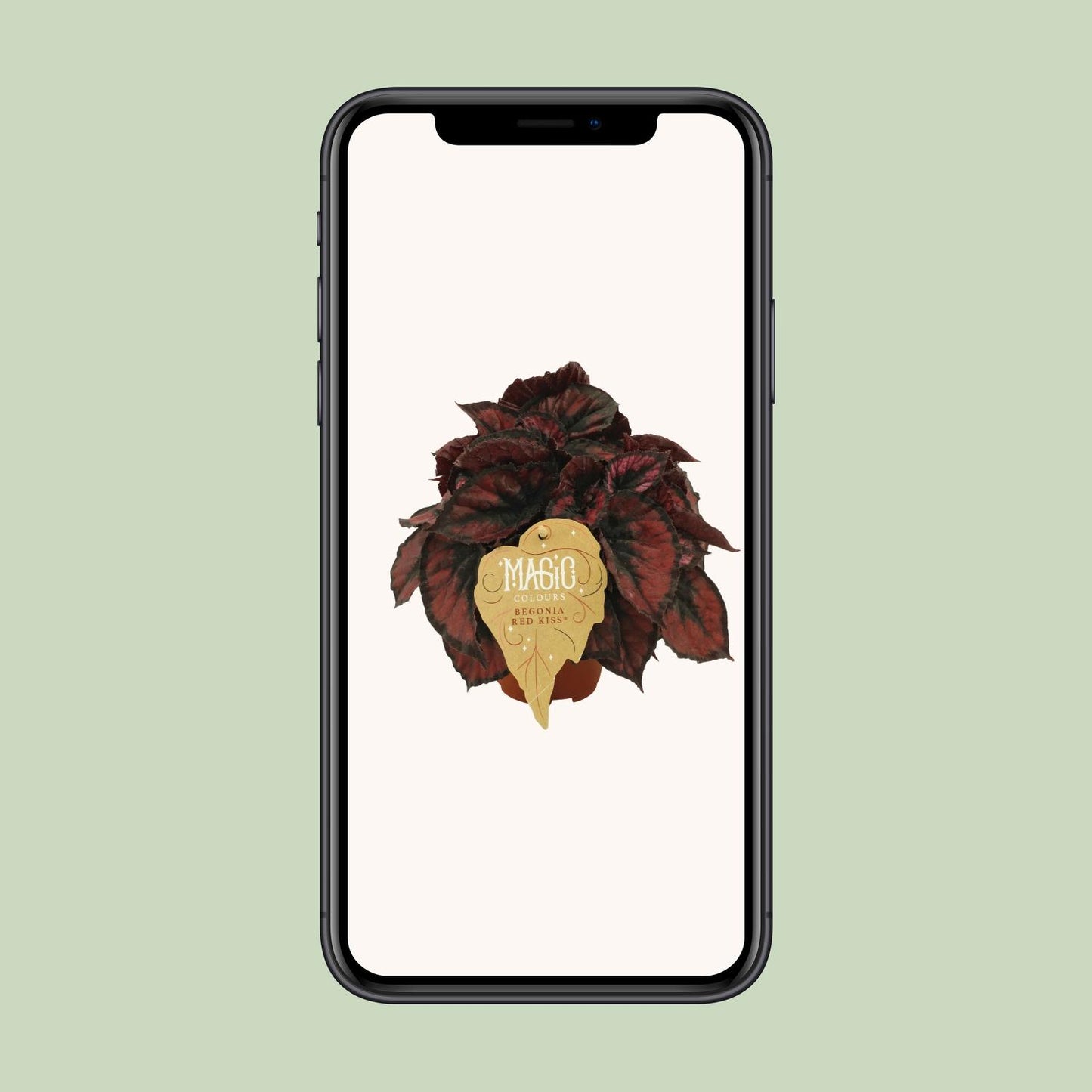 Begonia Rex Red Kiss - Ø12cm - ↕25cm