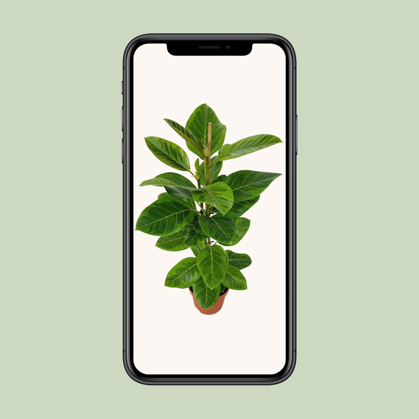 Ficus Benghalensis Roy Ø21cm - ↕85cm