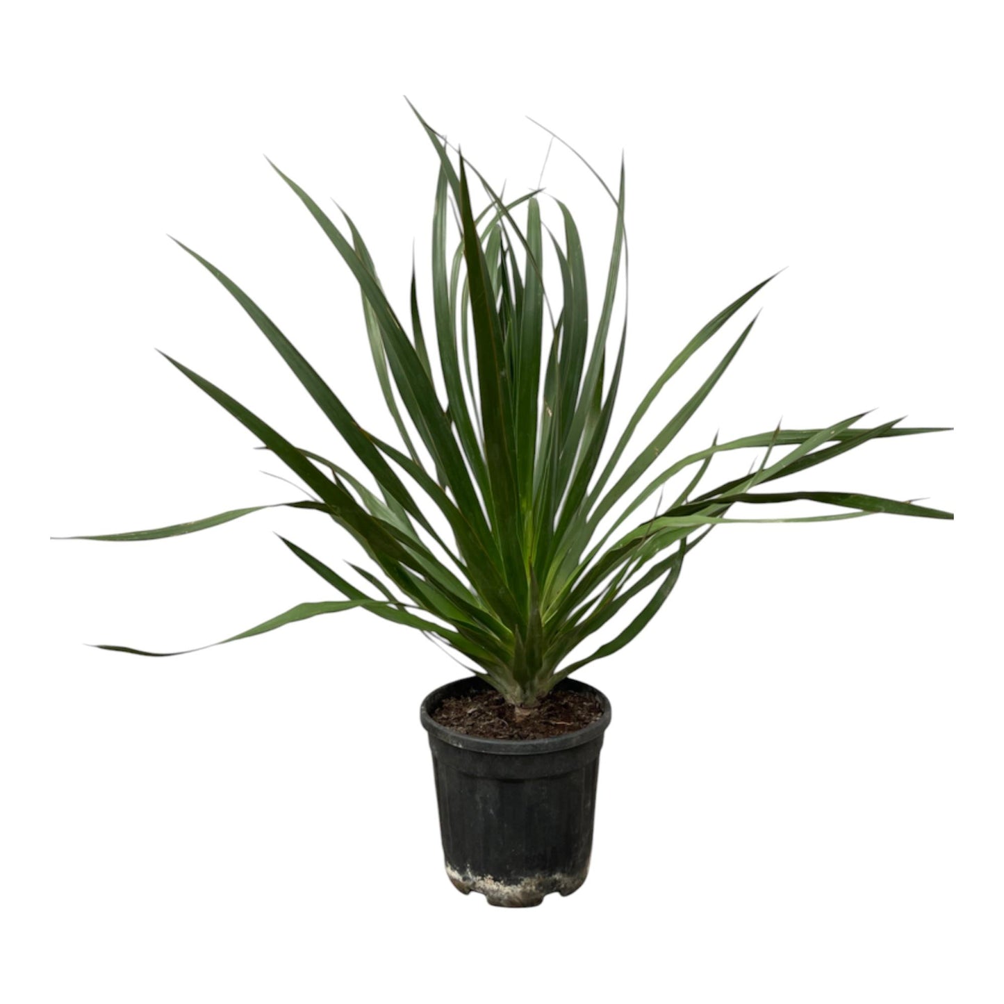 Drachenbaum 100 cm – Exotische, pflegeleichte Zimmerpflanze