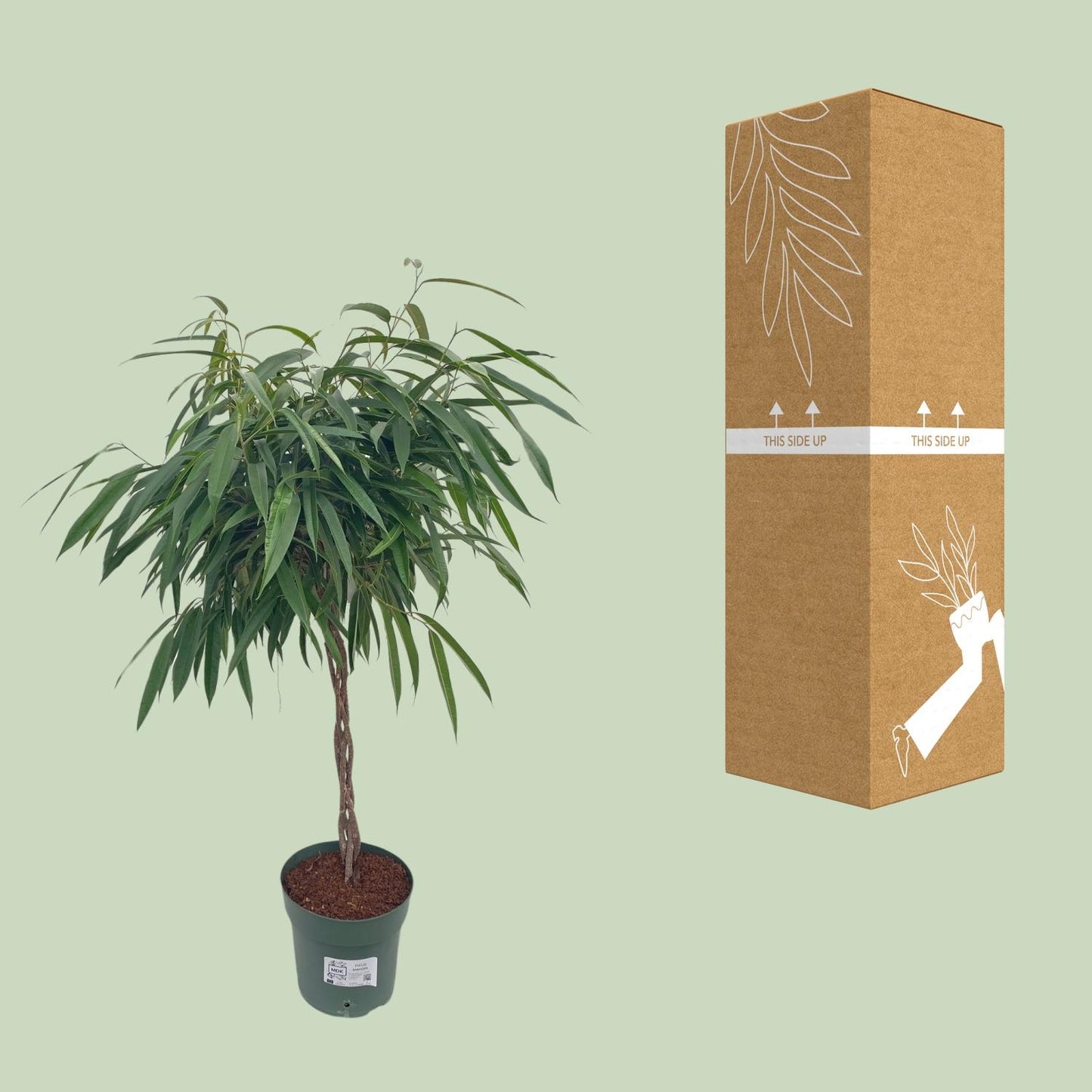 Ficus Mahori / Alii Gevlochten - Ø27cm - ↕110cm