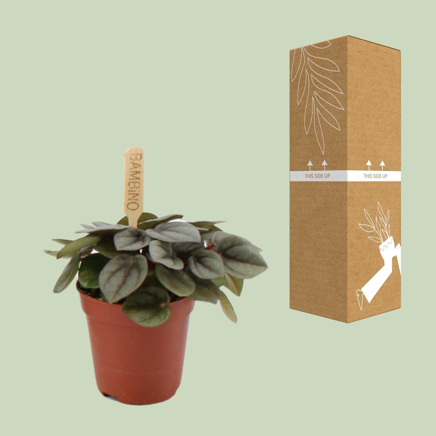 Peperomia Milano - Ø6cm - ↕10cm