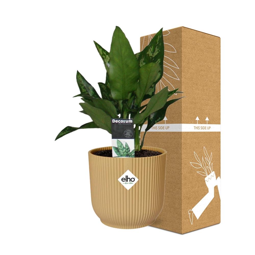 Aglaonema Maria in ELHO Vibes Fold 14cm geel