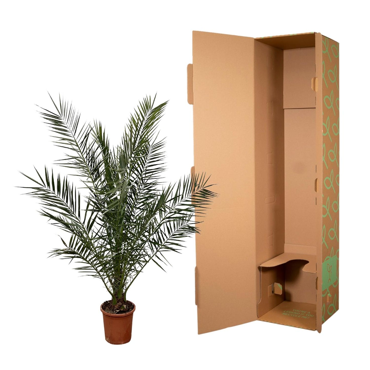 Kanarische Dattelpalme 180 cm – Mediterrane Kübelpflanze