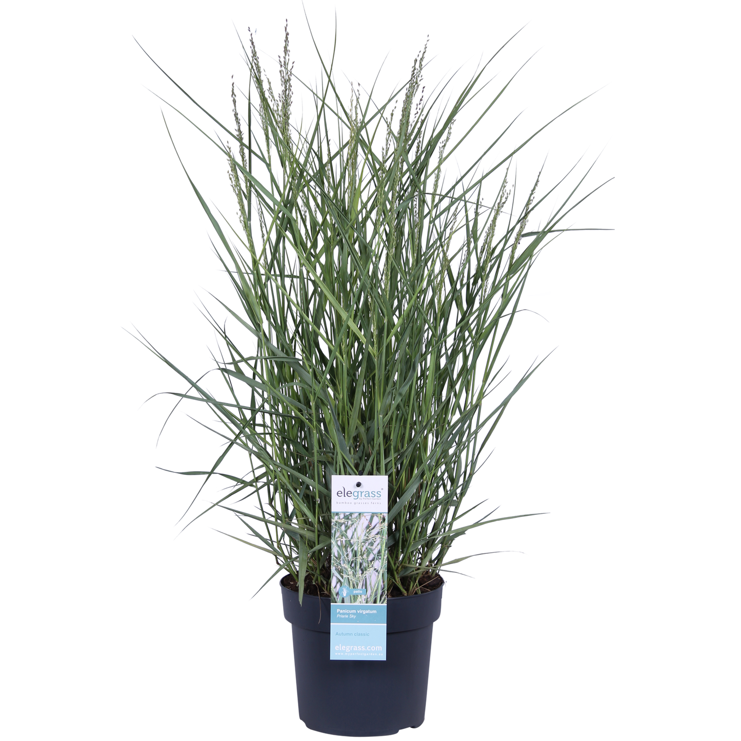 Panicum virgatum 'Prairie Sky' - Ø19cm - ↕50cm