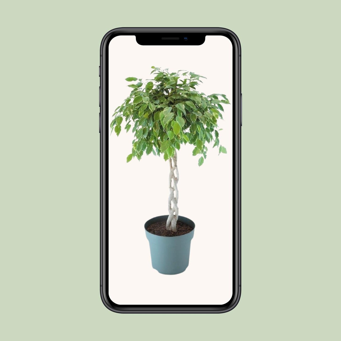 Ficus Safrana / Golden King Gevlochten - Ø27cm - ↕110cm