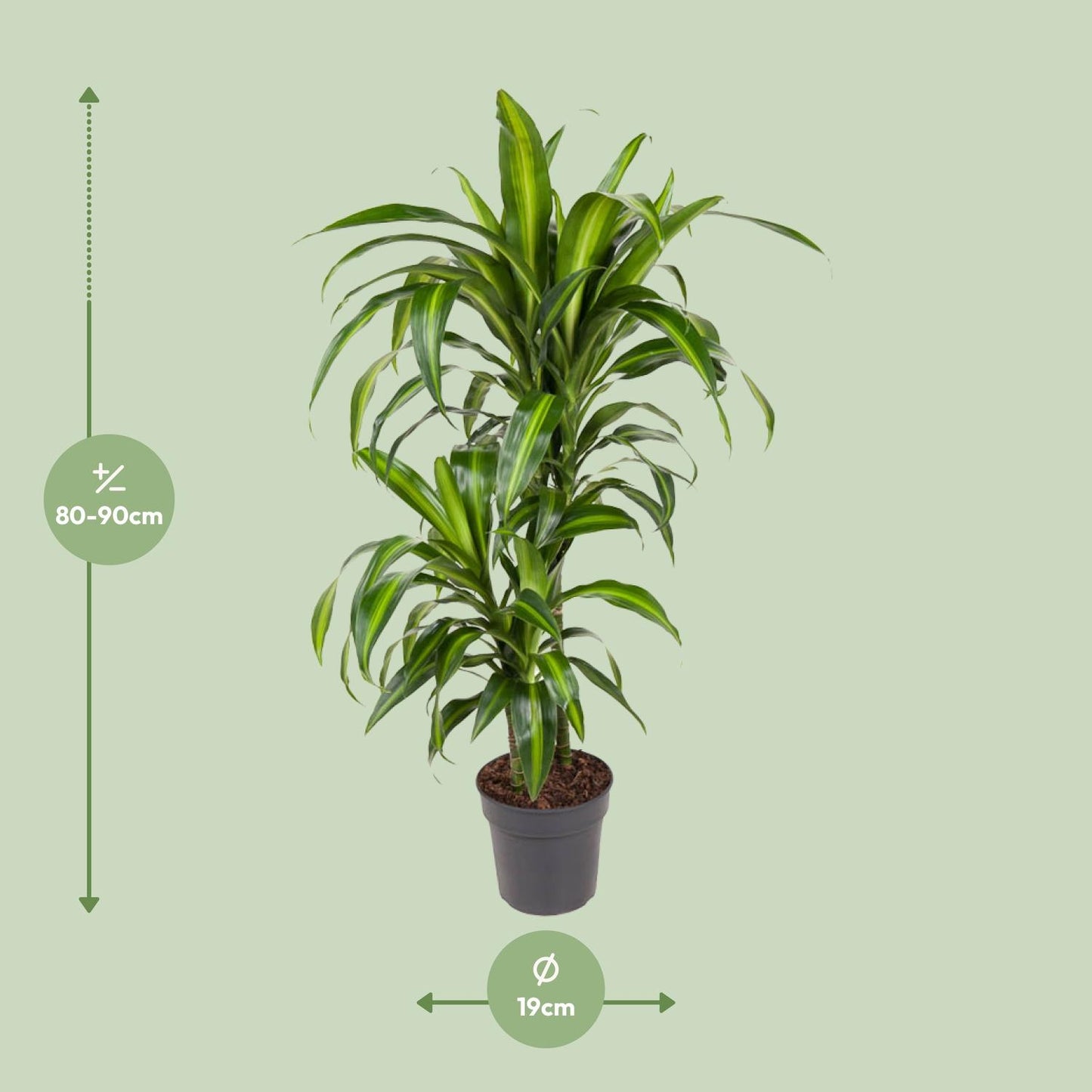 Dracaena Hawaiiana - Ø19cm - ↕90cm