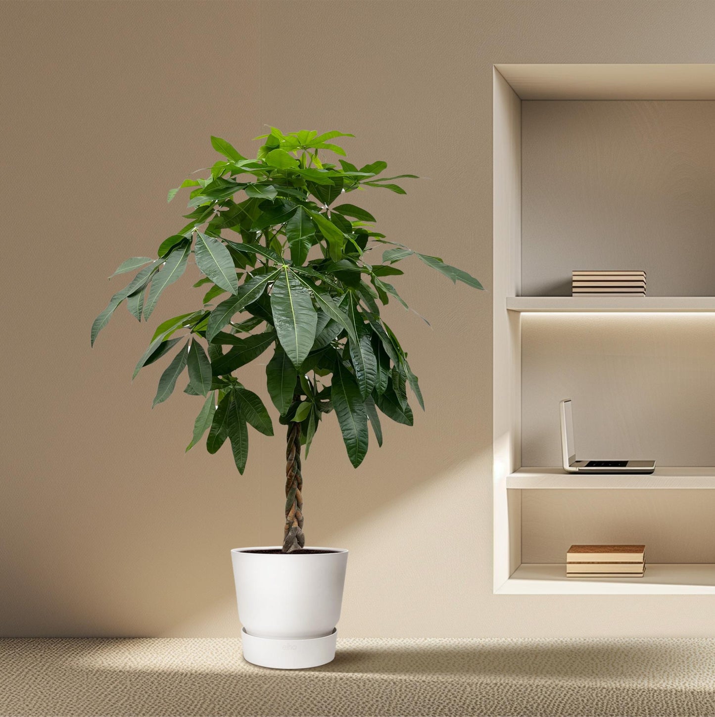 Geldbaum 170 cm – Pachira Aquatica Zimmerpflanze