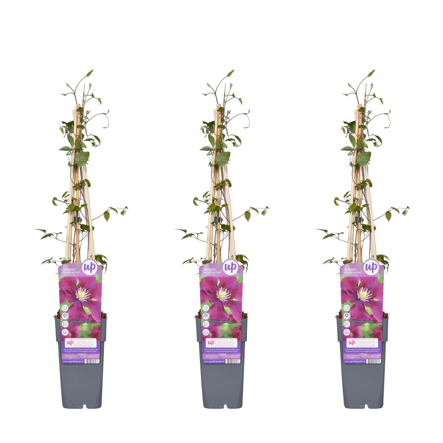 3x - Clematis Warszawska Nike - ↨65cm - Ø15