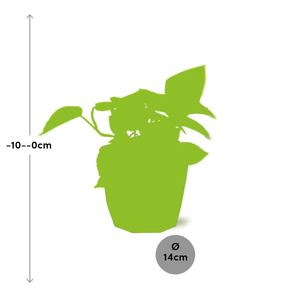 Epipremnum Pinnatum ‘Golden Pothos’ in 14cm b.for rock living black