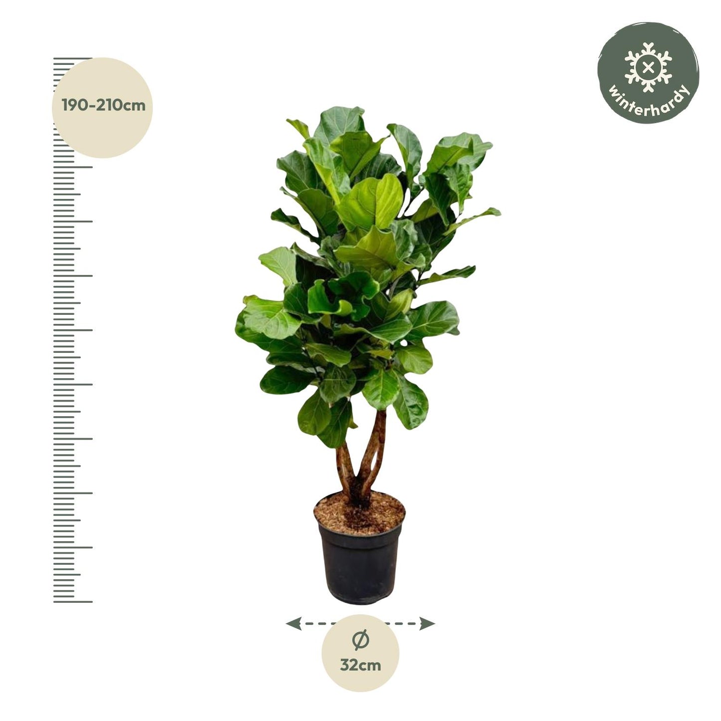 Geigenfeige XL 190 cm – Ficus Lyrata im Topf ø32 cm
