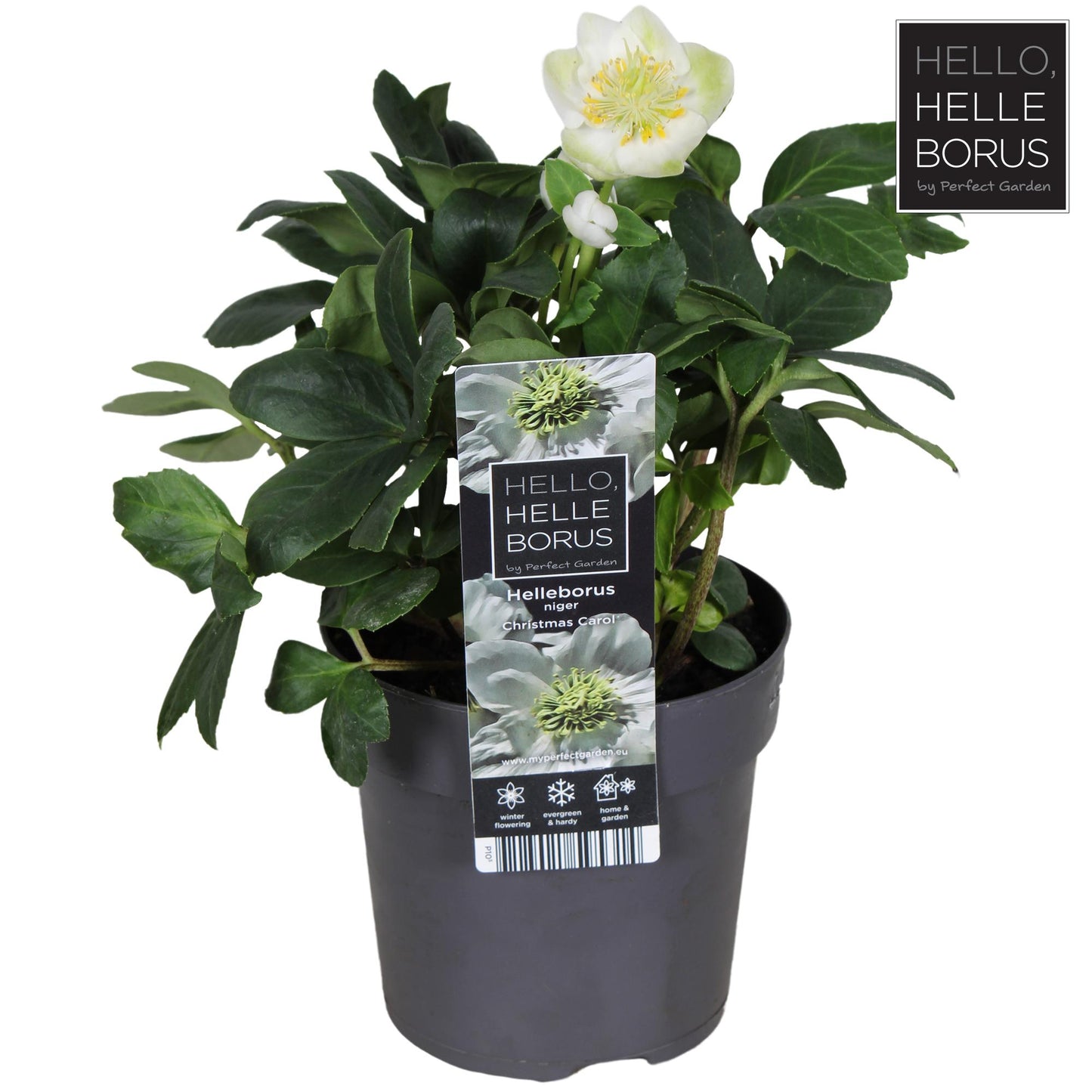 Helleborus Niger 'Christmas Carol' P10,5 - Ø10,5cm - ↕20cm