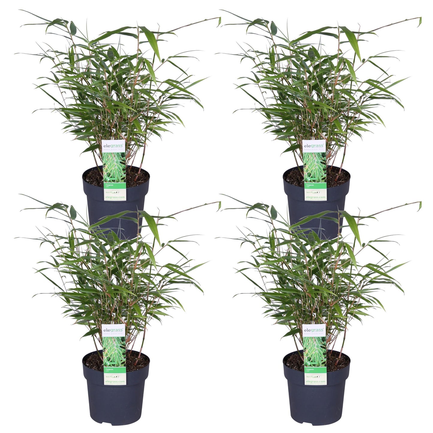 4x - Fargesia rufa - ↨40cm - Ø14