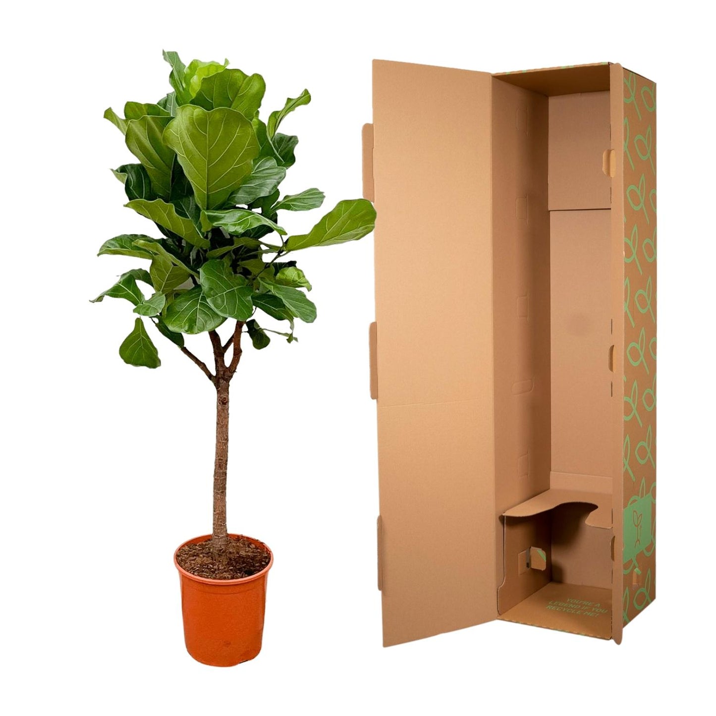 Geigenfeige 170 cm – Elegante, pflegeleichte Zimmerpflanze